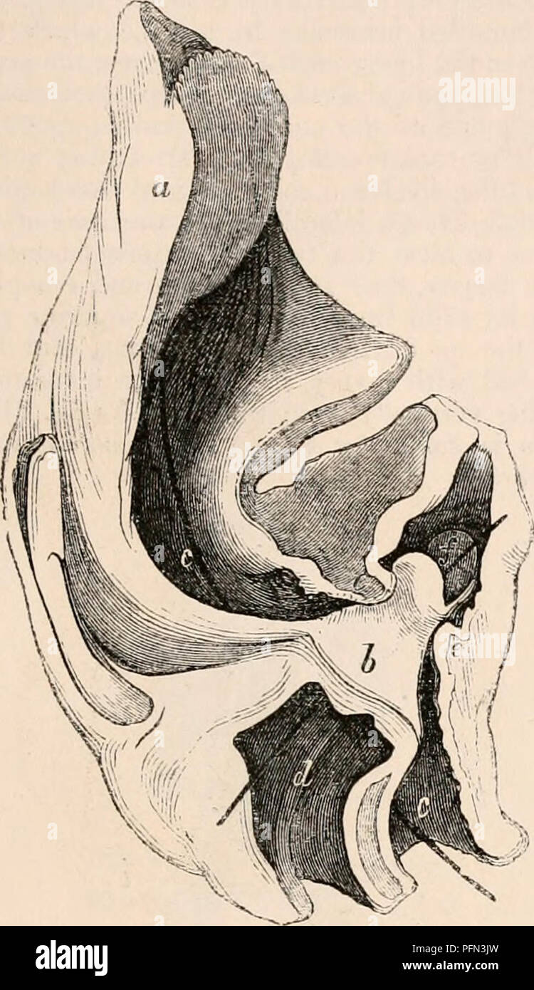 . La cyclopaedia d'anatomie et physiologie. Anatomie ; physiologie ; Zoologie. La voix. U95 se trouvant en face du larynx. La longueur de la trachée en 4. Postérieur ; cartilagineux, un e résultats t- à sa membraneux extre- mity laryngé. Arytenoids : proéminences supérieure aplatie, allongée, et incliné vers l'avant - leurs marges intérieures se trouvent en contact ; l'infériorité de la Fig. 911.. L'article de la langue, du pharynx et du larynx du. Marsouin commun. une position, pyramidale de larynx ; e, du pharynx ; d, laryneeal ouverte, et cavités une brosse est passé par la glotte, proéminences./ courte, mais forte. L'épiglotte : base de ressorts Banque D'Images