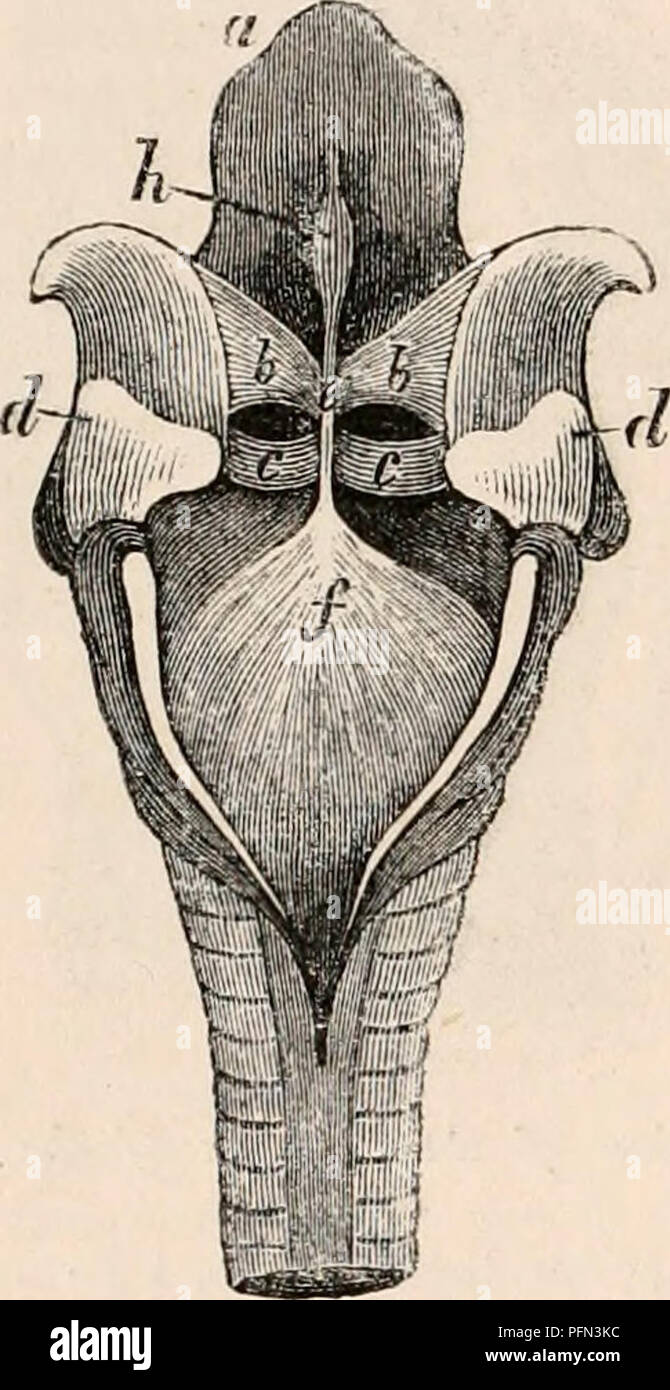 . La cyclopaedia d'anatomie et physiologie. Anatomie ; physiologie ; Zoologie. 1494. Voix. près de trois fois aussi profondément derrière comme devant ; Crico- espace de la thyroïde ; très grande ventricules de Mor- gagni large et profond ; les cordes vocales supérieures proéminentes. L. 1'75 in. Éléphant.-Larynx : H. 4'83 in. Des ailes : la thyroïde à un angle obtus ; ex surface interne ; cornua convexe, superior court ; mar- gins de l'encoche inférieure à l'avant. Pomum un cartilage. Elliptique cricoïde ; marge inférieure concave ; corps de profondeur, en arrière col- tion sur les trois premiers anneaux de la trachée. Les ligaments vocaux : chambre supérieur indisti Banque D'Images