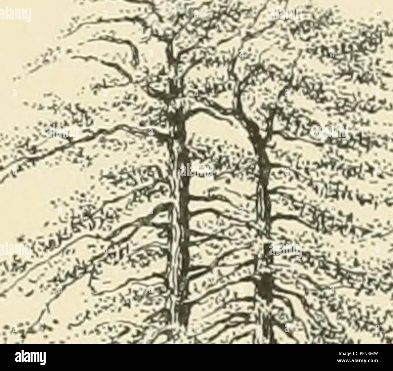 . Cyclopedia of American horticulture, comprenant des suggestions pour la culture de plantes horticoles, les descriptions des espèces de fruits, légumes, fleurs et plantes ornementales vendues aux États-Unis et au Canada, ainsi que des notes biographiques et géographiques. Le jardinage. Nymphe^A 88. Capenslsy. Zanzlhariensis. Pel- quelque peu. Lvs tate, ovées-orbiculaires, fortement sinué, angle de lolies auuminate ; face inférieure violet foncé : 8-16 in. à travers, ris. riche bleu, ouvert de 3 à 5 jours, de 9 à 4 ou 5 p. M., 6-8 in. à travers : sépales, à l'extérieur vert bleu dans les pétales ; 1.5-20, étroite, aiguë ; Banque D'Images