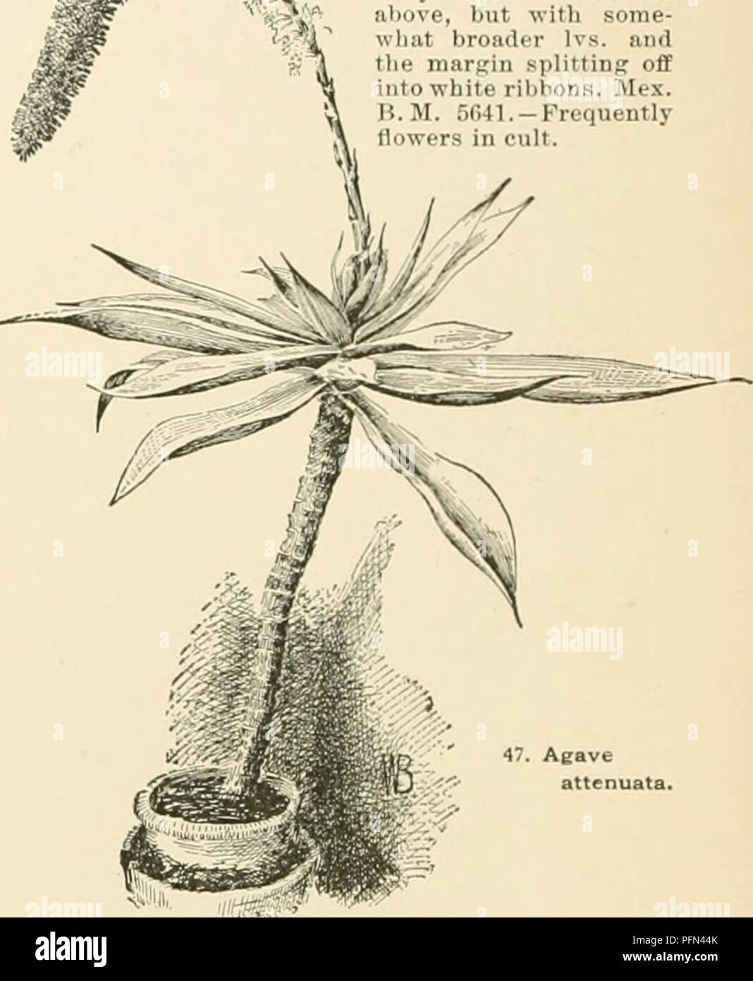 . Cyclopedia of American horticulture, comprenant des suggestions pour la culture de plantes horticoles, les descriptions des espèces de fruits, légumes, fleurs et plantes ornementales vendues aux États-Unis et au Canada, ainsi que des notes biographiques et géographiques. Le jardinage. 34 lata, 39 : 11 ; Potosiii^., i ; !â â . Â ¢ â 1 I' rigida. : ; ; ; ,,,,Â Â ¢ :.-, Scolymu.-,, 11 ; &gt ;-l-', iii. 1 ; M,:i â¢â , n. Â Â ¢, -,-^, ata, 34 ; strif-ta,.-H ; Tayluri, 17 ; la nuance THMU-ininisix, fi ; uni- vittata,21 ; utahensis, 12 ; vestita, Victorias-Reginffi ; 15, 24 ; Virginiea, 37 ; xylonacantha, 27 yuccÂ ;"folia, 3 Banque D'Images