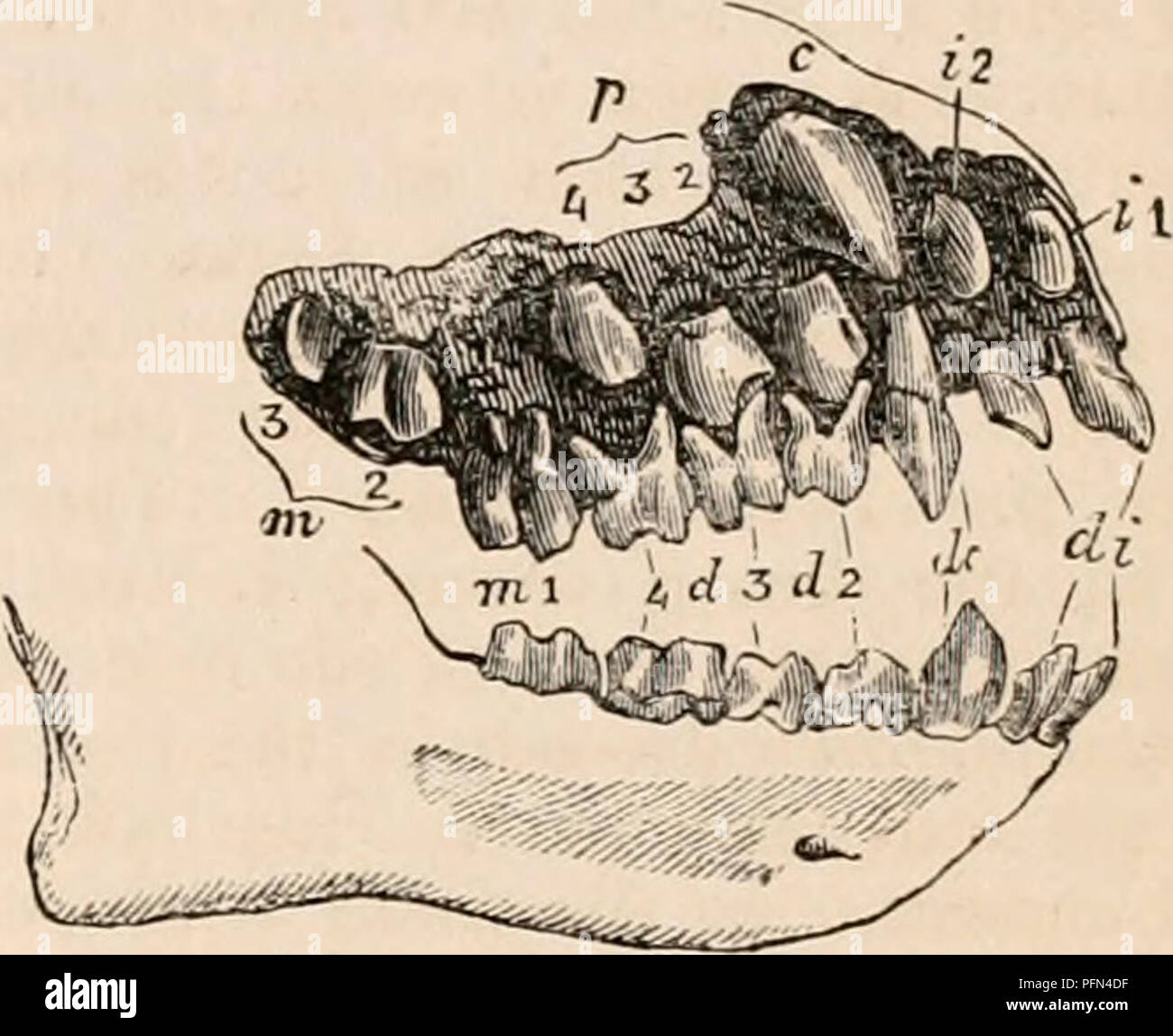 . La cyclopaedia d'anatomie et physiologie. Anatomie ; physiologie ; Zoologie. Les dents. 921 seulement dans les petites molaires chimpanzé aussi grande que la dent correspondante dans les variétés noires du sujet humain, dans la plupart, en particulier les Australiens, le vrai molaires à atteindre des dimensions plus grandes que dans les races jaune ou blanc. Les quatre principaux cuspides, surtout les deux internes, de la première molaire des deux espèces de chimpanzés sont plus pointu et prolongée que dans l'homme ; une cinquième petite cuspide est développé derrière la paire extérieure, comme dans les orangs et les Gibbons, mais est inférieur à celui de l'homme. L Banque D'Images
