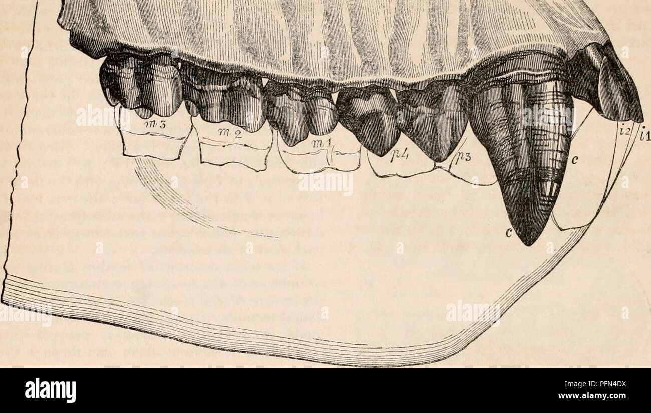 . La cyclopaedia d'anatomie et physiologie. Anatomie ; physiologie ; Zoologie. 918 dents. Fig. 583. ,T. ' • "V". ' , ,. Dentition de mule adultes, Troglodytes Gorilla. {Grandeur nature.') Fi.'. 586. dans 3. Veuillez noter que ces images sont extraites de la page numérisée des images qui peuvent avoir été retouchées numériquement pour plus de lisibilité - coloration et l'aspect de ces illustrations ne peut pas parfaitement ressembler à l'œuvre originale.. Todd, Robert Bentley, 1809-1860. Londres, Sherwood, Gilbert, et Piper Banque D'Images