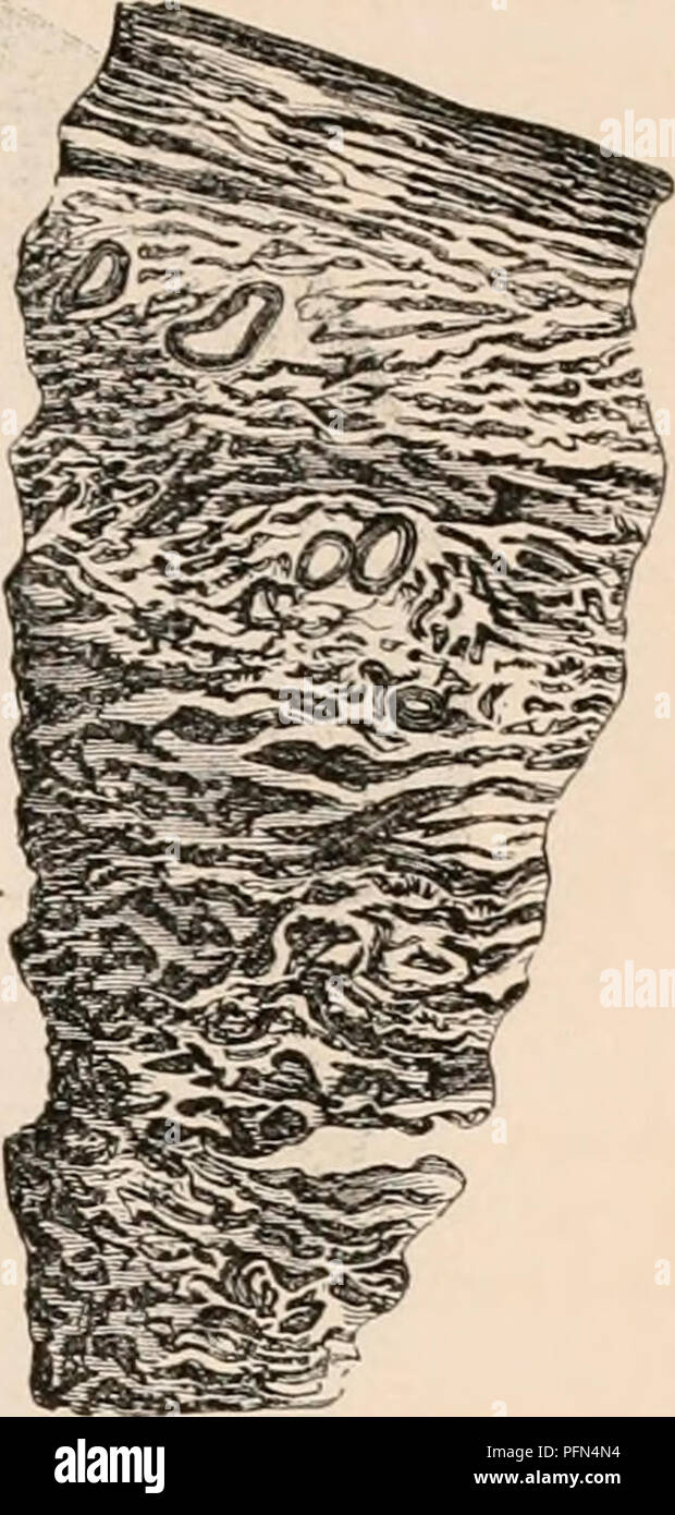 . La cyclopaedia d'anatomie et physiologie. Anatomie ; physiologie ; Zoologie. Anatomie de l'UTÉRUS -(normal). 633 plus grande partie, tandis que dans l'utérus l'élément fibreux prédomine, et la fibre musculaire est proportionnellement moins abondantes. Cours de la fibres musculaires. - Concernant le plan précis d'arrangement de la consti- tuent des tissus de l'utérus au manteau, et surtout de son élément musculaire, dans l'état, de nombreux unimpregnated examens microscopiques m'ont convaincu qu'il n'est pas possible de faire plus que d'indiquer ces éléments dans une façon très générale. La mienne. Boivin au- tentés de descr Banque D'Images