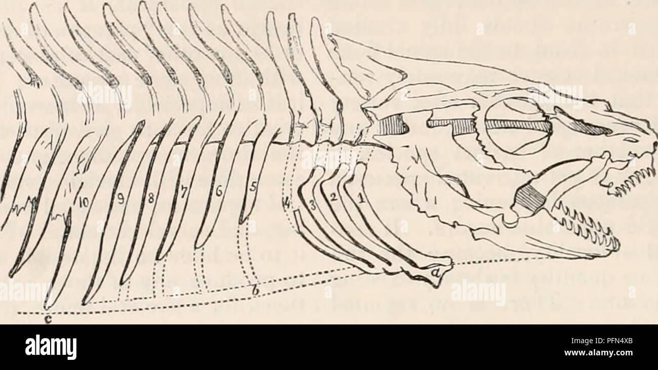 . La cyclopaedia d'anatomie et physiologie. Anatomie ; physiologie ; Zoologie. 642 squelette. et enveloppant complètement l'espace thoracique, ap- conception spéciale de l'appareil hyoïde ophidian, les poires, le nouvel appareil hyoïde nommé. Par la nécessité réelle, par conséquent, et en l'absence du sternum sternum et extrémités de relation de cause à effet, il semble que les côtes devient la présence de la simple que la présence d'un appareil hyoïde 1,2 (Fig. 463.. Le rachis cervical. des poissons osseux, présentant l'appareil hyoïde 1, 2, 3, 4, comme étant l'original costo-sternaux quantité convenable de ces v Banque D'Images