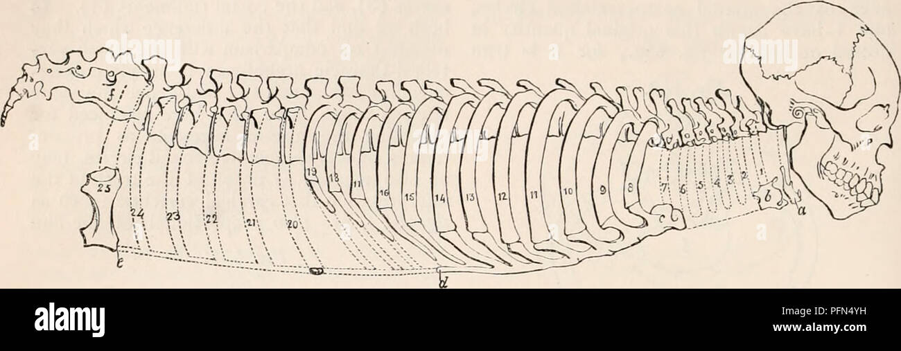 . La cyclopaedia d'anatomie et physiologie. Anatomie ; physiologie ; Zoologie. 632 squelette. et le sternum tiré au cou et reins, ainsi le cou et les reins, que de comprendre son thorax, comme ce premier-modèle se dégrade à l'avoir d'abord donné à la création d'un VRA de dimensions d'un ou des proportions lessei proportionnelle (comme gabarit. 455.), à la variété, en effaçant à la quantité costaux lombaires et cervicales moindre thun Fig. 455.. Tfie squelettiques Mammifères montrant en pointillés au cou et les reins costo-sternaux des quantités qui, le cas échéant, aurait rendu ces régions equ Banque D'Images