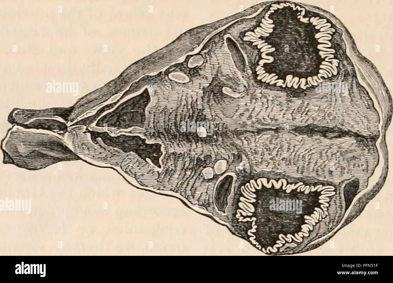 . La cyclopaedia d'anatomie et physiologie. Anatomie ; physiologie ; Zoologie. 562 l'utérus et ses appendices. La couche intérieure est plié, et formes circonvolutions, qui augmentent et deviennent de plus en proportion que le retractility de la tunique externe augmente. Ces circonvolutions dans l'intérieur et maintenant de la follicule manteau jaune sont tellement distinct et substitution (gigue, 385.) que d'avoir proposé ces comparaisons avec les circonvolutions cérébrales où tant d'auteurs ont employé pour décrire ce changement ; pour la couleur, ainsi que la nature et l'arrangement des pliages, constituant les crêtes et su Banque D'Images