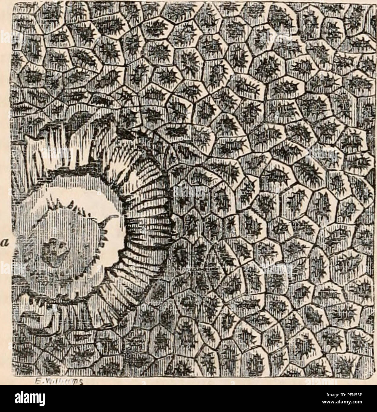 . La cyclopaedia d'anatomie et physiologie. Anatomie ; physiologie ; Zoologie. 570 SHELL. trêmement lignes fines, passant dans une direction parallèle à la surface de la coquille et de l'autre. Le nombre de ces est généralement de six à 15 ; mais parfois, ils s'élèvent à plus de trente, ou même soixante, leur nombre n'étant pas ui rapport à l'épaisseur de la couche pigmentaire, ni à la taille de l'espèce observée ; mais apparaissant à augmenter avec l'âge. La couche cellulaire est celui dans lequel la matière colorante de la coquille est uniquement contenues ; mais il ne contiennent pas toujours des pig- ment, sa Banque D'Images