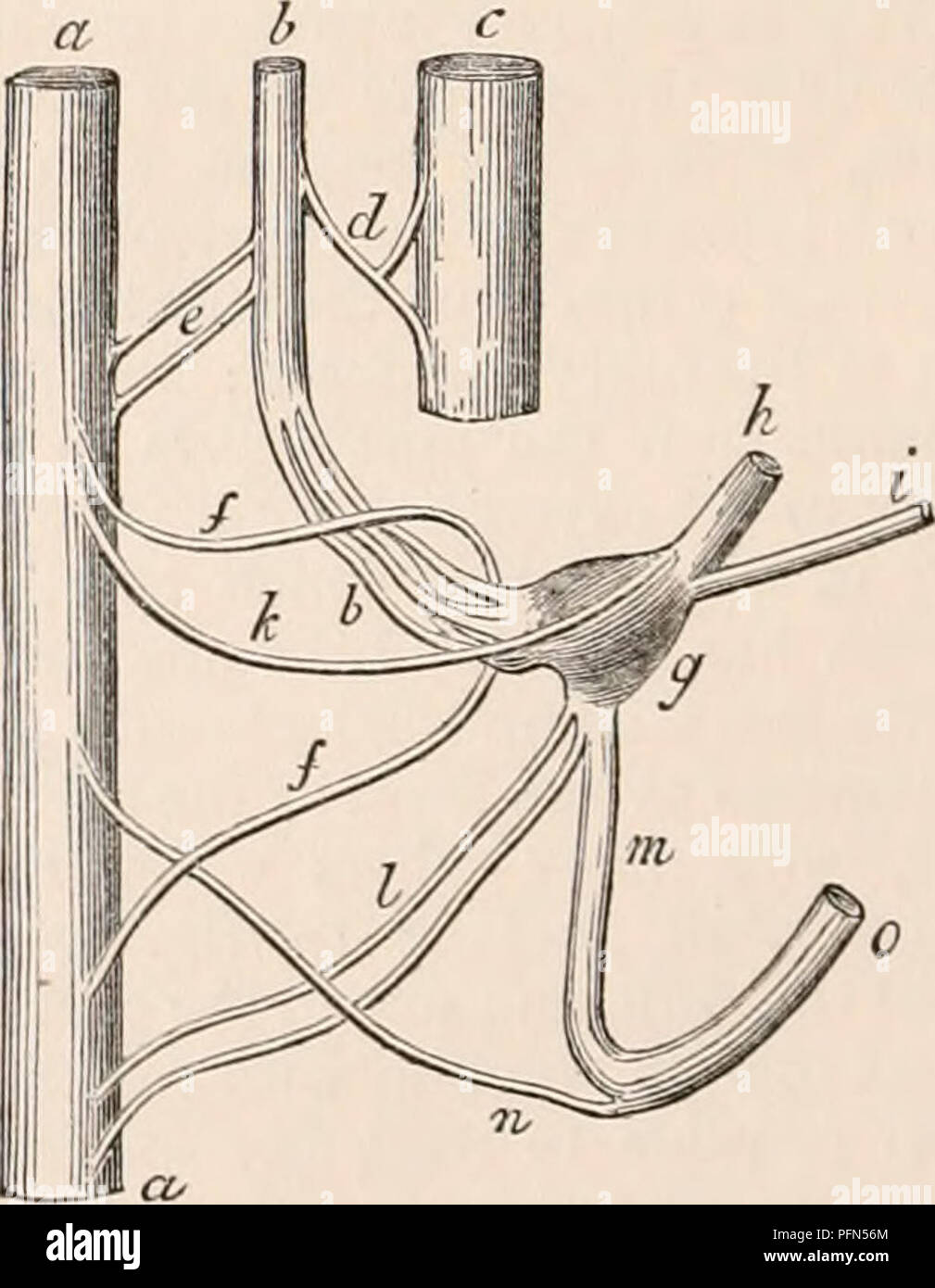 Cette entrée traite de l'anatomie du septième nerf crânien, fournissant une description détaillée de sa structure et de son rôle dans la physiologie humaine. Il explore ses connexions avec le nerf auditif et les systèmes vestibulaires, contribuant ainsi aux fonctions sensorielles. Banque D'Images Cette entrée traite de l'anatomie du septième nerf crânien, fournissant une description détaillée de sa structure et de son rôle dans la physiologie humaine. Il explore ses connexions avec le nerf auditif et les systèmes vestibulaires, contribuant ainsi aux fonctions sensorielles. Banque D'Images