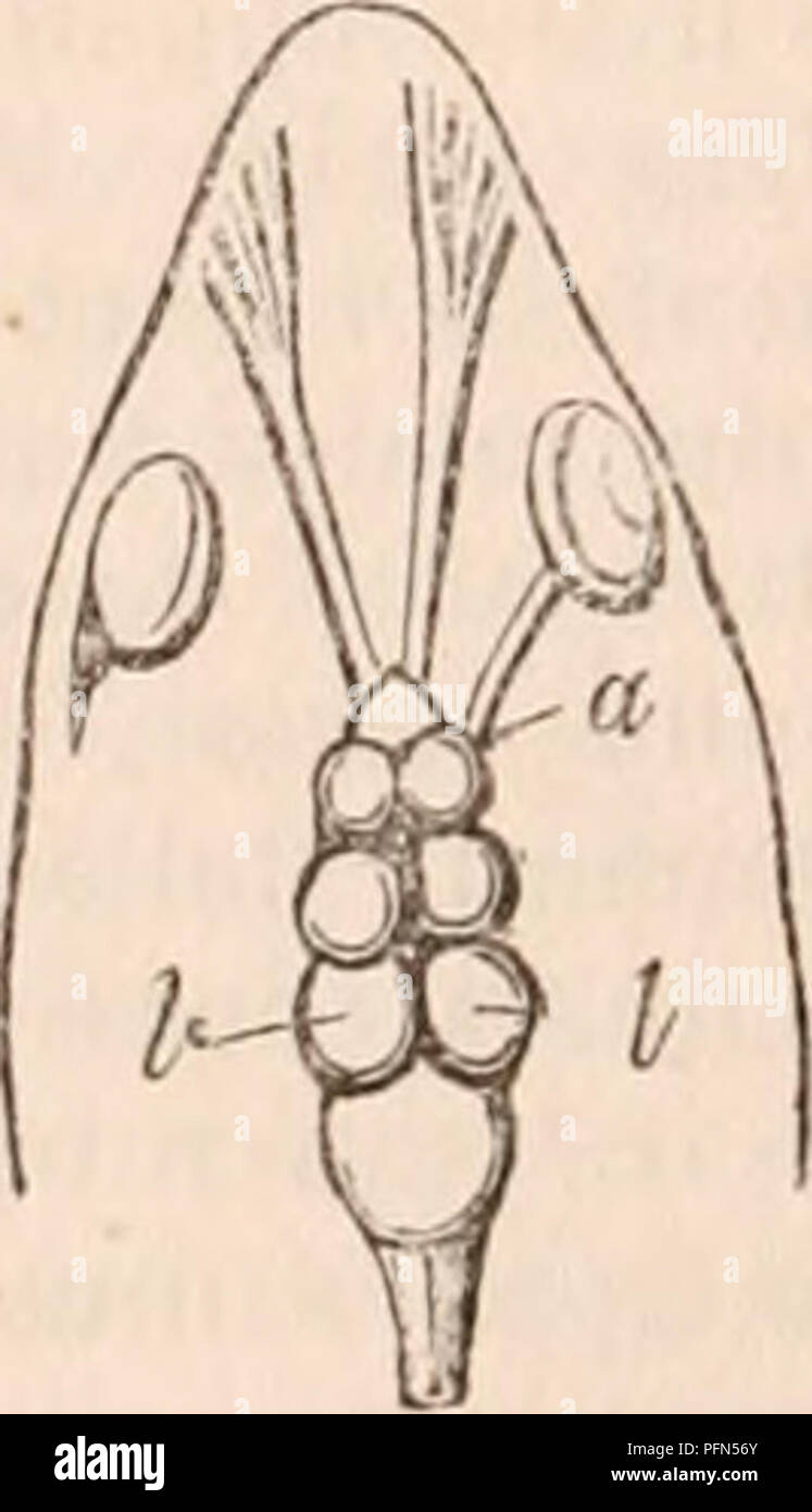 . La cyclopaedia d'anatomie et physiologie. Anatomie ; physiologie ; Zoologie. Cerveau d'un Merlu, ( à partir de la nature.) Vue latérale Vue de dessous. a a, les nerfs optiques ; b, oblique traversée de idem ; c, ootic du lobe gauche, étant le chef. source du nerf optique droit ; d d, deux lobes inférieurs de wliicn les nerfs de ia vision généralement poissons tirent racines. dans les poissons très généralement supporter proportionnellement à la taille des nerfs optiques (une preuve de leurs relations physiologiques) ; et cette proportion devient particulièrement évident dans les poissons qui possèdent l'une ou l'autre des organes de vision inhabituellement faible, comme l'anguille ; ou Banque D'Images