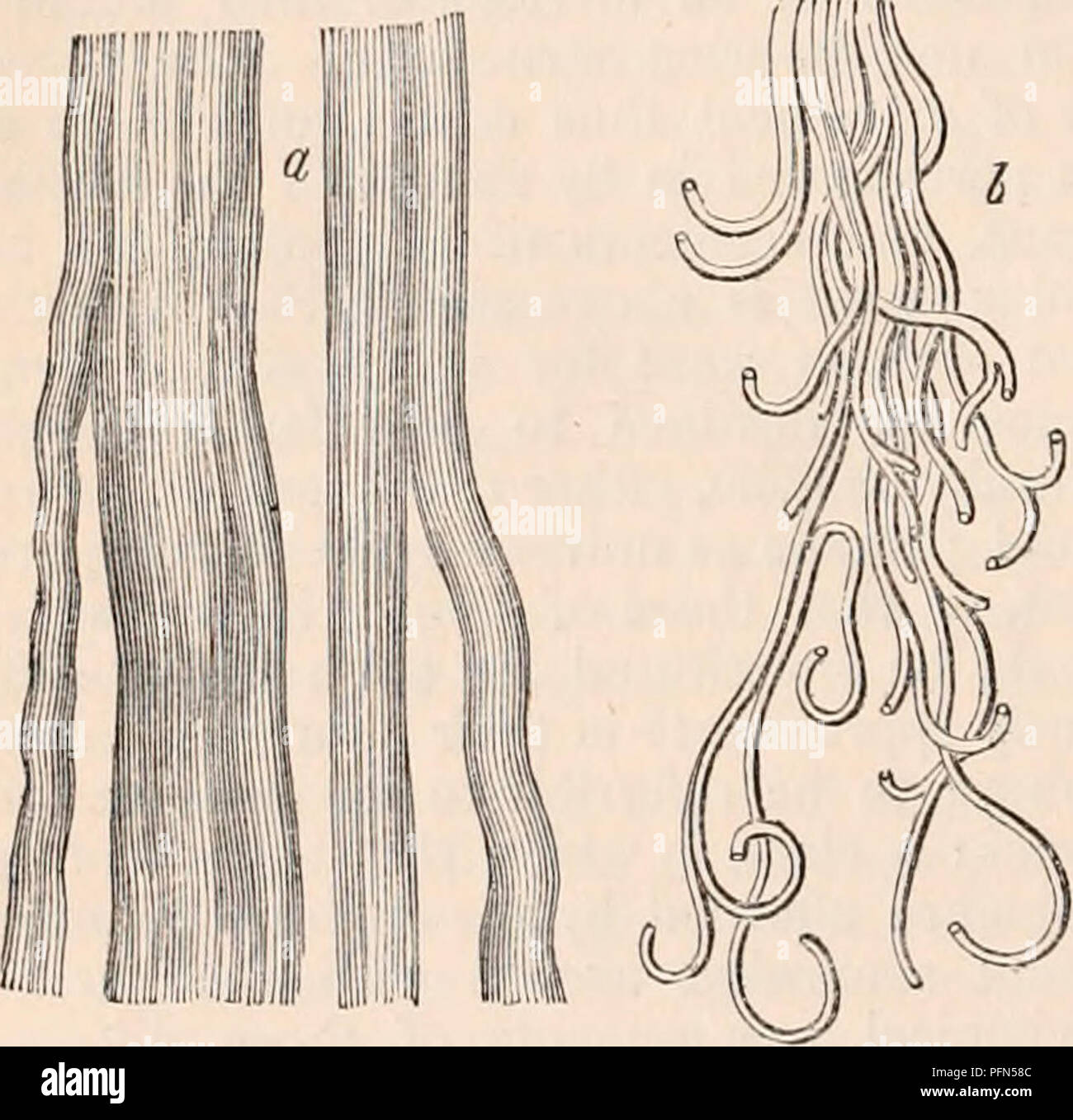 . La cyclopaedia d'anatomie et physiologie. Anatomie ; physiologie ; Zoologie. Les membranes synoviales et séreuses 512. Une telle conclusion. Observation montre que, dans le corps humain une variété de structures existent, qui sont unis par les caractéristiques non seulement d'une grande analogie d'office, mais aussi de la similitude de structure, l'identité presque complète de la composition chimique, et l'intimité des relations pathologiques. L'adoption de la possession de ces biens communs comme une base naturelle et sûre de la classification, on forme un groupe dans lequel sont inclus tous ces tissus qui servent à limiter, définir, ou fa Banque D'Images