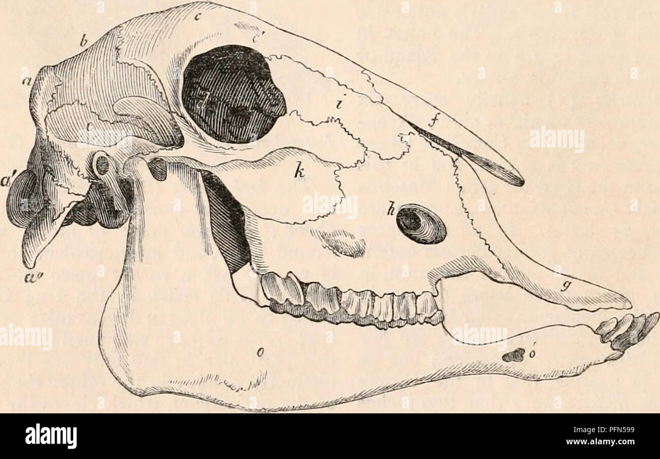 . La cyclopaedia d'anatomie et physiologie. Anatomie ; physiologie ; Zoologie. N'. est tout à fait distincte, étant liés à la spheno-canal palatin à environ la moitié d'un pouce de son orbitar orifice. Dans l'os lacrymal Moschus est grande ; il n'est pas articuler avec les fosses nasales, et il n'y a pas de cavité faciale : le foramen est à proximité et au sein de l'orbi- tal {anneau fig. 330.). Dans Camelopardalis l'os est modérément grand et est séparée de la face nasale par un {interspace fig. 328.), qui, dans le seul spécimen que nous avons disséqué, est de forme triangulaire, et mesures d'un pouce et un hal Banque D'Images