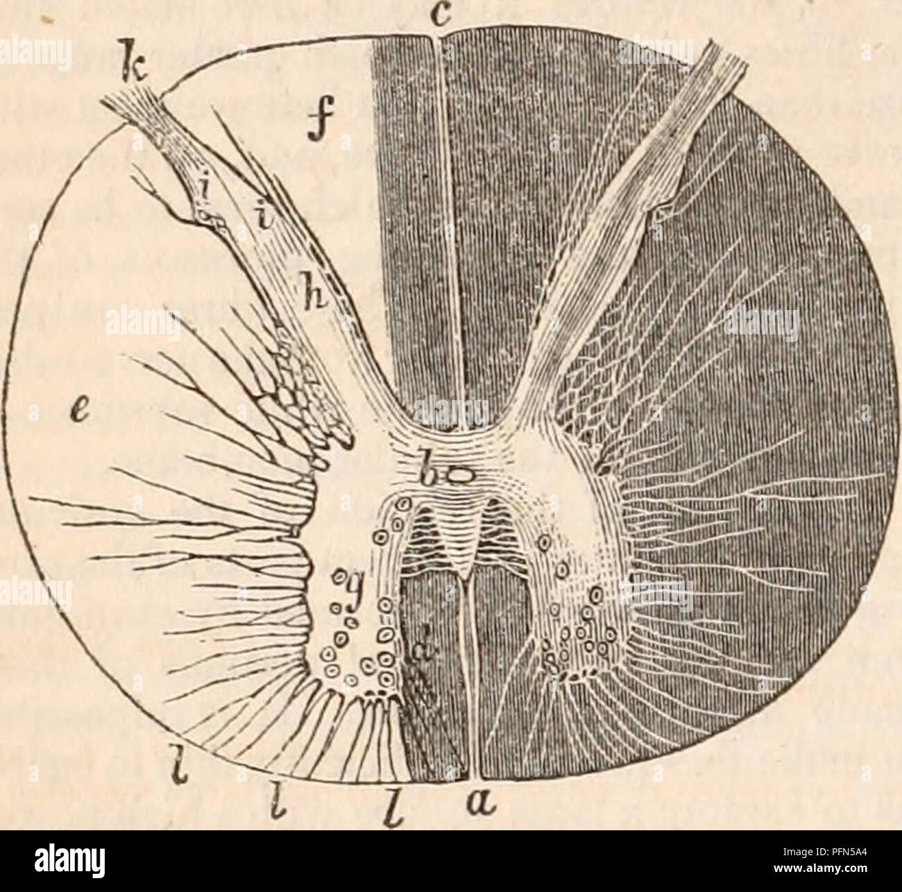 . La cyclopaedia d'anatomie et physiologie. Anatomie ; physiologie ; Zoologie. 708 SYSTÈME NERVEUX. De l'anatomie microscopique (centres nerveux.) le sens de ce qui est probablement l'oblique ou transversale, comme une grande partie d'entre eux peut être vu prendre une telle direction quand un morceau de matière grise, coupés transversalement, est l'exa- minés sous le microscope. La matière grise du cordon contient des vésicules sphériques et caudé incrusté dans leur matrice granulaire habituelle. Ils sont trouvés dans les cornes ainsi que dans l'commissural. Le noyau caudé vésicules sont plus nombreuses, et se distendre dans la corne antérieure et à t Banque D'Images