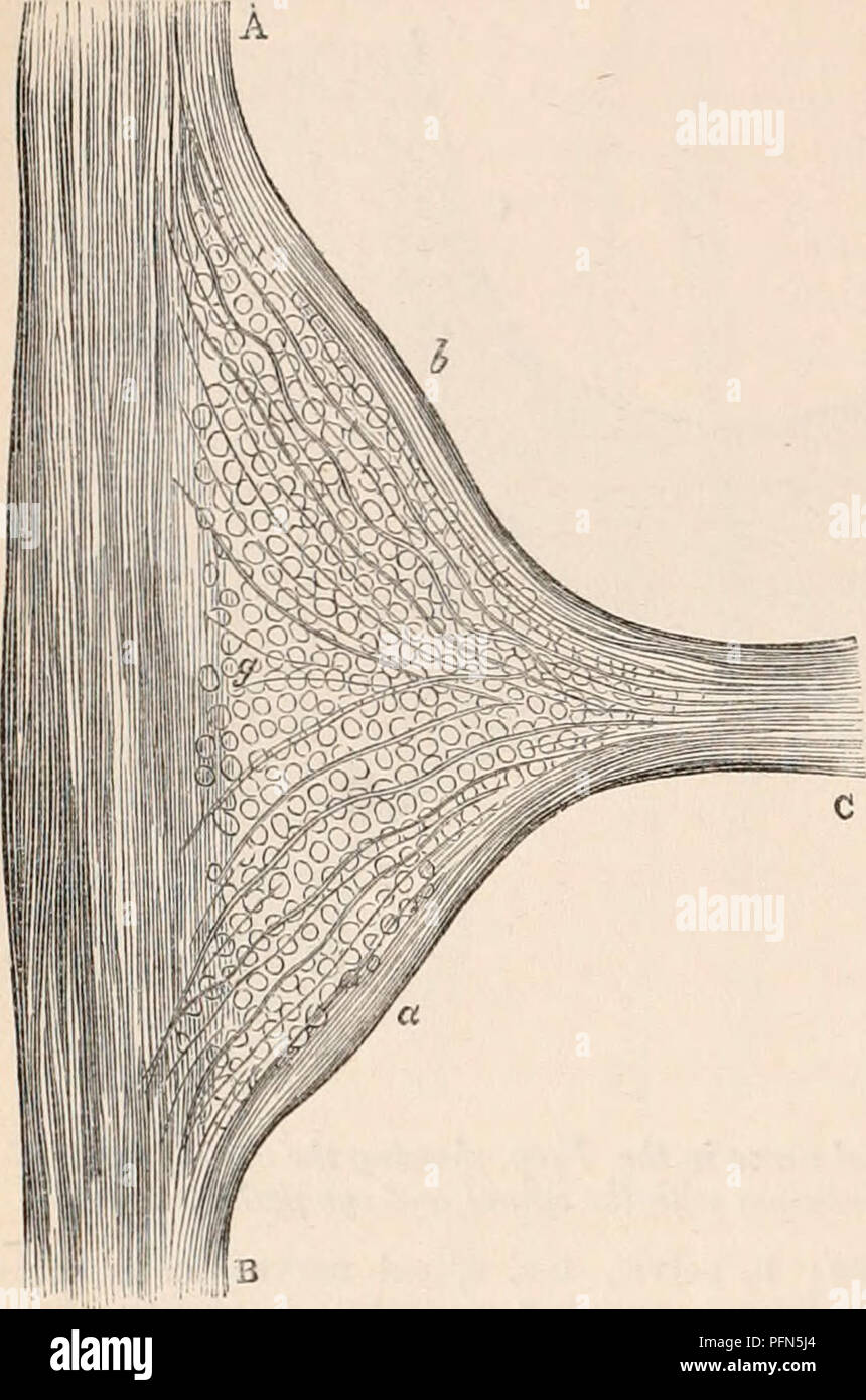 . La cyclopaedia d'anatomie et physiologie. Anatomie ; physiologie ; Zoologie. 450 SYMPATHIQUE. Bon nombre des glandes : ils ont été vus par Liulwig sur les nerfs du rein ; aussi par la Fig. 296.. Quatrième ganglion thoracique de lapin ; montrant le cours des fibres contenues dans la direction générale de la communication après avoir atteint le sympathique. Un B, cordon principal ; un sympathique de l'encéphale,, B, c, d'extrémité pelvienne ; communiquer ; g, des corpuscules d'accueil ; une partie, des fibres dans la direction générale des communications passant vers l'extrémité du bassin ; b, idem en passant vers la tête. (70 diamet grossie Banque D'Images