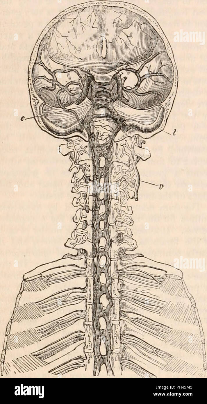 . La cyclopaedia d'anatomie et physiologie. Anatomie ; physiologie ; Zoologie. 630 SYSTÈME NERVEUX. (Centres nerveux. Les méninges.) en face de la dure-mère et de situer entre le bord extérieur de la partie postérieure de la liga- ment commun des vertèbres et les pédicules, on trouve deux sinus veineux remarquable qui s'étendent tout le long de la colonne vertébrale, du trou occipital à la région sacrée (Jig. 360). Fig. 360.. Les sinus médullaire vu de l'avant. (Après Breschet.) La partie antérieure de la base cranii et le visage ont été supprimés, ainsi que les corps des vertèbres. / Sinus latéraux, Banque D'Images