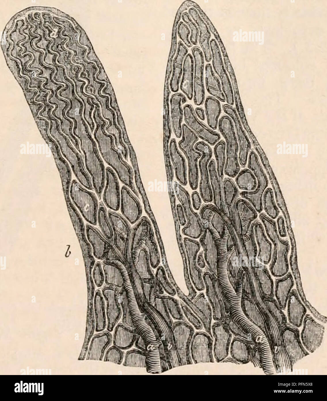 Ce travail exhaustif sur l'anatomie et la physiologie explore la structure et la fonction de l'estomac et de l'intestin humains. Il fournit des informations détaillées sur les processus digestifs, y compris le rôle des patchs de Peyer et des valvulae conniventes dans les intestins. Banque D'Images