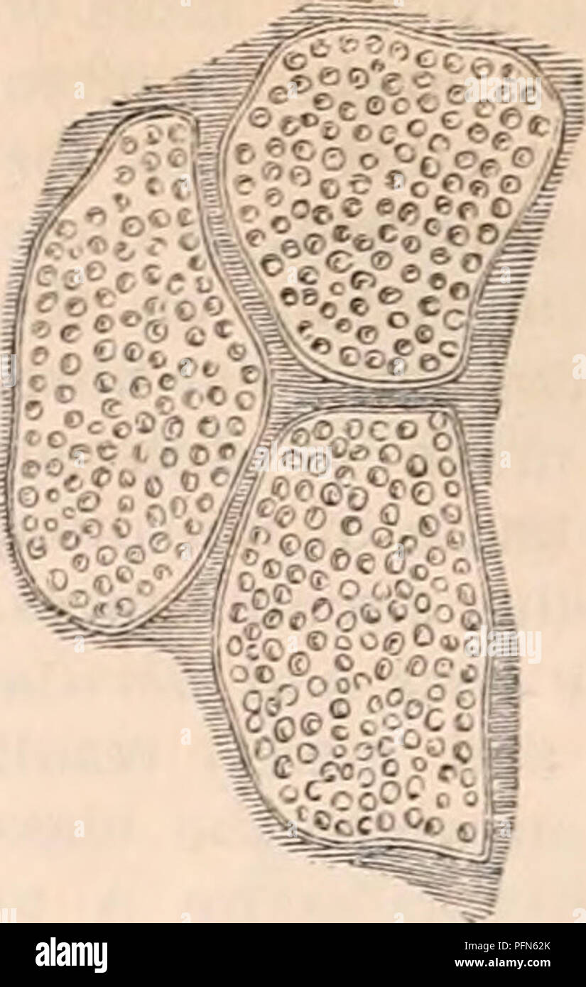 . La cyclopaedia d'anatomie et physiologie. Anatomie ; physiologie ; Zoologie. Fig. 290. La section transversale de trois fibres élémentaires du muscle pectoral séchés de la Sarcelle, (Querquedula crecca), traités par la faiblesse de l'acide citrique, qui fais le tour des particules de réfraction est séparé de l'un d'une autre. Le bord coupé de la gaine tubulaire de chaque fibre est également considérée. C'est dans ces éléments que l'sarcous con- tractile pouvoir réside, et, comme ils sont enclins à conserver après la mort les effets divers de la con- traction ils ont subi au cours de la rigor mortis, il n'est pas facile de donner une mesure exacte- men Banque D'Images