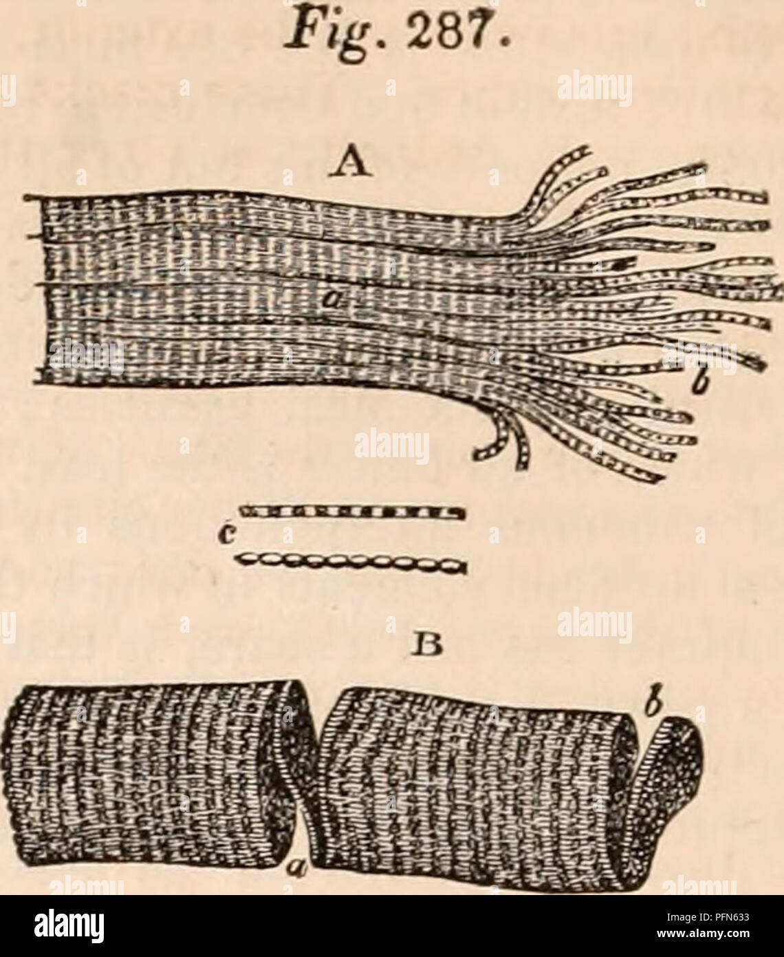 . La cyclopaedia d'anatomie et physiologie. Anatomie ; physiologie ; Zoologie. 508 LE MUSCLE. Plus le muscle profondément coloré J'ai vu était le grand muscle pectoral du Teal (Querquedula ciecca), tués après la migration. Dans Mammalia la couleur est habituellement rouge, d'être plus profond dans theCarnivora que dans les vege- Tableau des mangeoires. Parmi les animaux domestiques, de nombreuses variétés existent, qui n'a pas besoin d'être pré- tions énumérées. Une partie considérable de la matière colorante est extraite par lavage répété- tion d'un muscle, qui devient pâle, mais pas tout à fait incolore ; une partie de la perte de couleur ici soutenir Banque D'Images