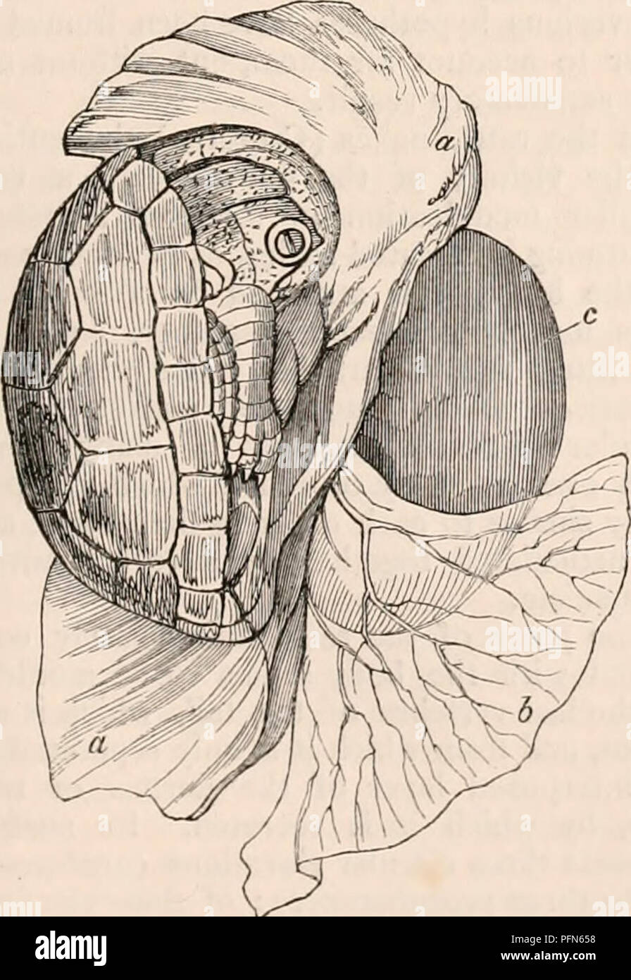 . La cyclopaedia d'anatomie et physiologie. Anatomie ; physiologie ; Zoologie. De l'oeuf le moniteur mise à la fin d'une période d'incubation. a, b ; le jaune, l'amuion ; c, cordon ombilical ; d, l'embryon, remarquable pour la belle pack » »- tion de ses membres et la queue ; e, le pergamentaceous egg-shell. (Après Carus.) vitellus présente une cicatricula, entouré d'un double fuseau horaire. Lorsque l'embryon arrive à une Fig. 243.. Embryon d'Emys amazonica. Shell^ a été supprimée et les membranes de l'œuf mis à ouvrir et à se répandre, le anmion. un, afin d'afficher le leur Banque D'Images