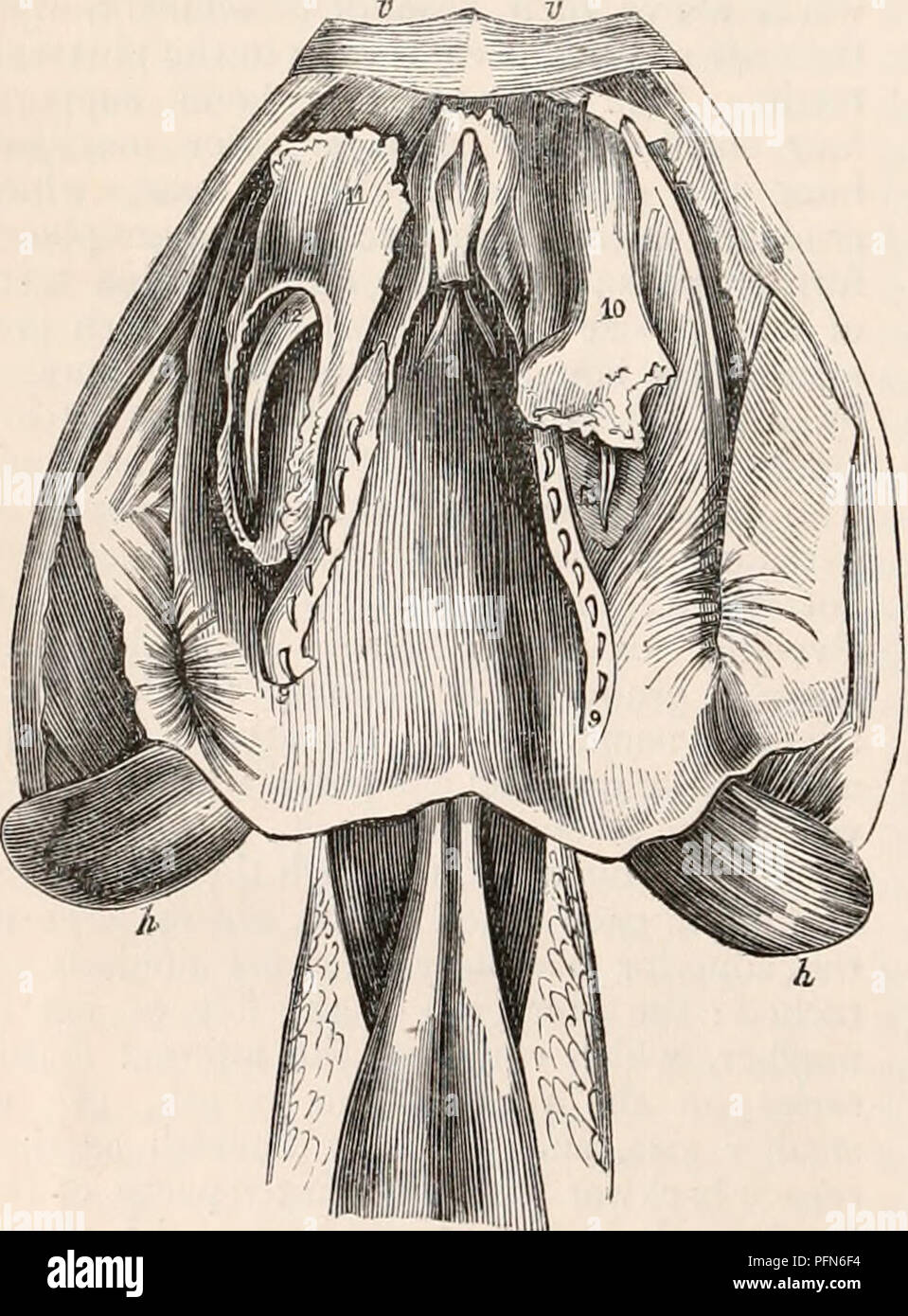 . La cyclopaedia d'anatomie et physiologie. Anatomie ; physiologie ; Zoologie. 290 REPTILIA. dans lequel les dents maxillaires supérieure augmentent en taille vers la partie postérieure de l'os, la la grande borne dents de la série sont tra- versé le long de leur côté convexe et antérieure par une rainure longitudinale. Dans le Bucephalus capemis les deux ou trois dents postérieures max- illary présente cette structure, et sont beaucoup plus grandes que les dents antérieures, ou ceux de la série premandibular ou palatine ; ils ajoutent considérablement à la puissance de conserver leurs proies, et peut mener dans les blessures qu'ils infligent Banque D'Images