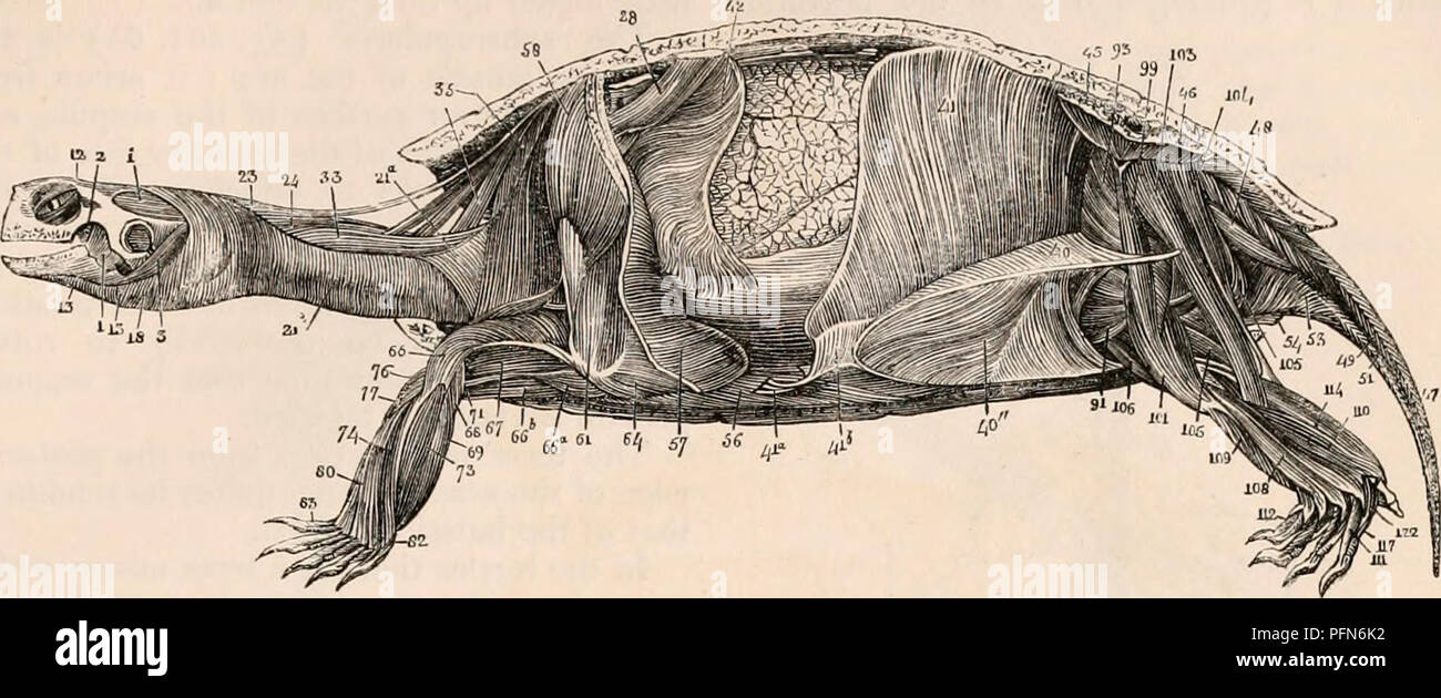 . La cyclopaedia d'anatomie et physiologie. Anatomie ; physiologie ; Zoologie. REPTILIA. Fig. 193. 277. Myologie de la tortue. 12, palpebralis, représentant l'orbicularis muscle de l'oeil ; 23, 24 ; splénius capitis, biventer cervicis ; 33, 35 ; cervicis transversalis, spinalis cervicis ; 40, 41 ; abdominis obliquus, 41A, 4lb, transversus abdominis ; 42, un muscle pensé par Bojanus pour être analogue à la membrane ; 45, 46 ; pelvim adducens pelvim, abducens ; 47, 48 ; caudse extenseur, flexor canada lateralis ; 49-51, flexores caudae, inférieurs, lumbalis et obturatorius ; 53 ; 58, sphincter cloacae, latissim Banque D'Images