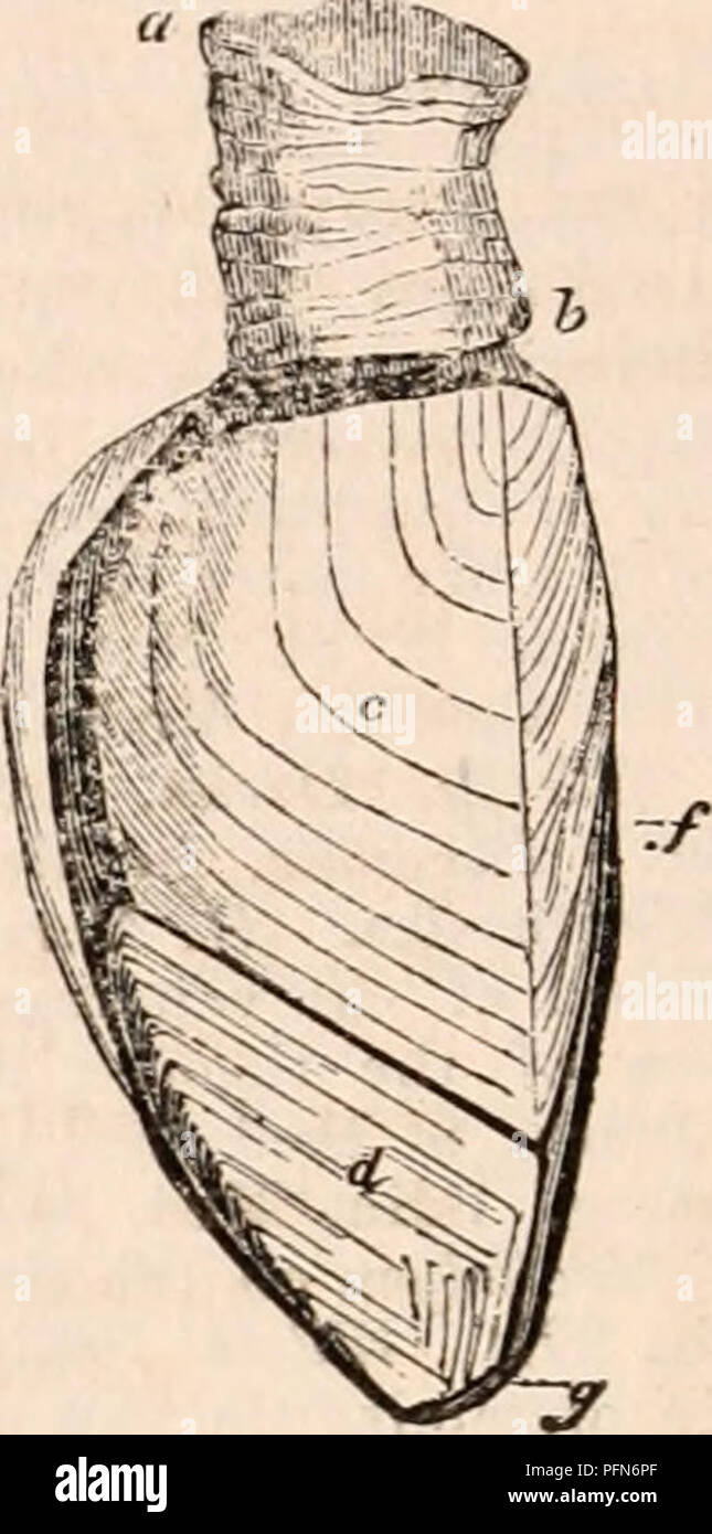 . La cyclopaedia d'anatomie et physiologie. Anatomie ; physiologie ; Zoologie. G84 CIRRHOPODA. meister aussi les place parmi les Crus- tacea. De Blainville les arrange, sous le nom d'Nematopoda, comme une classe de son sous-type de mollusques - Mollusk-articulata ; l'autre classe du sous-type en cours de formation de l'Chitons (Polyplakiphora). Il les considère comme Crustaceous Mollusca, mais admet qu'ils semblent former un groupe de transition réunissant les crustacés avec les annélides. M. Saint Ange*, cependant, serait plutôt leur classe avec les annélides, compte tenu de la plus près que l'arrangement Banque D'Images