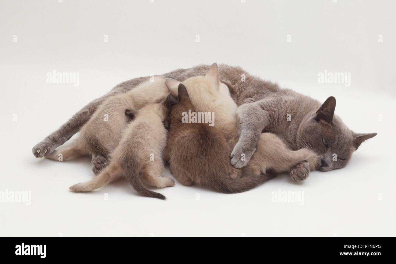 Burmese bleu chat (Felis sylvestris catus) située sur le côté et une portée de lilac, Chocolat et brun chatons Banque D'Images