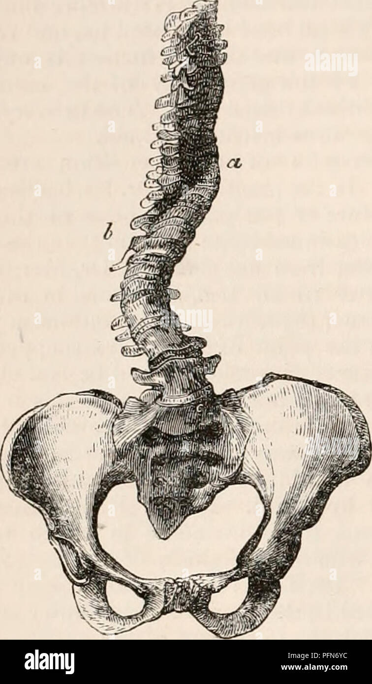 Cette entrée dans la 'Cyclopédie de l'anatomie et de la physiologie ...