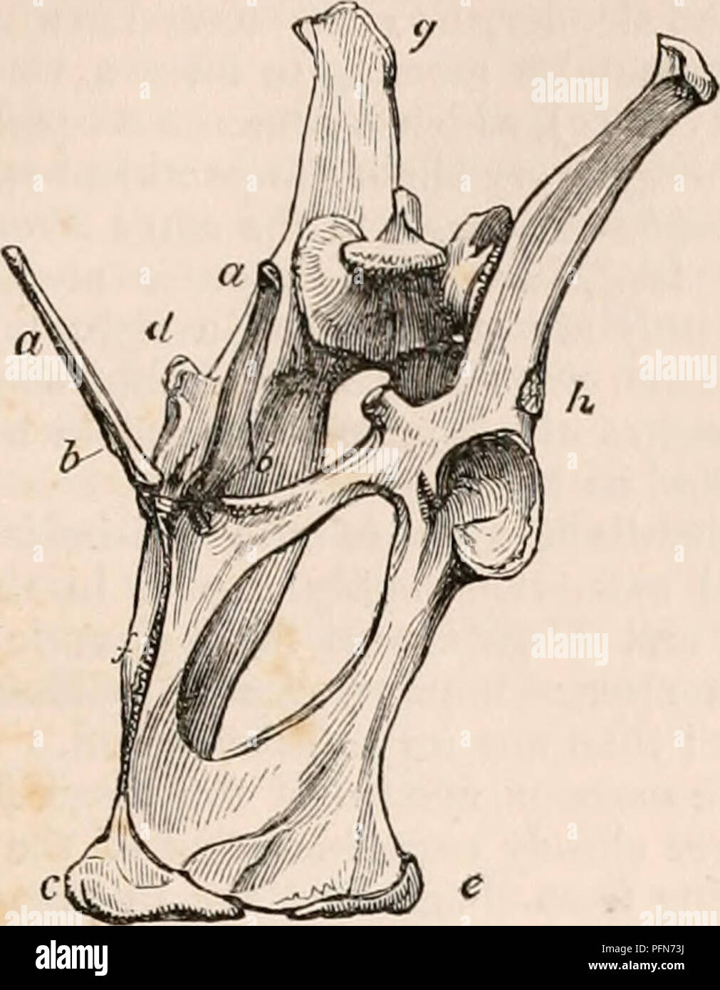 Ce travail de référence complet sur l'anatomie et la physiologie discute de la structure pelvienne de divers marsupiaux, comparant les os et les différences anatomiques chez les kangourous, Phascogale et Potoroo. Banque D'Images
