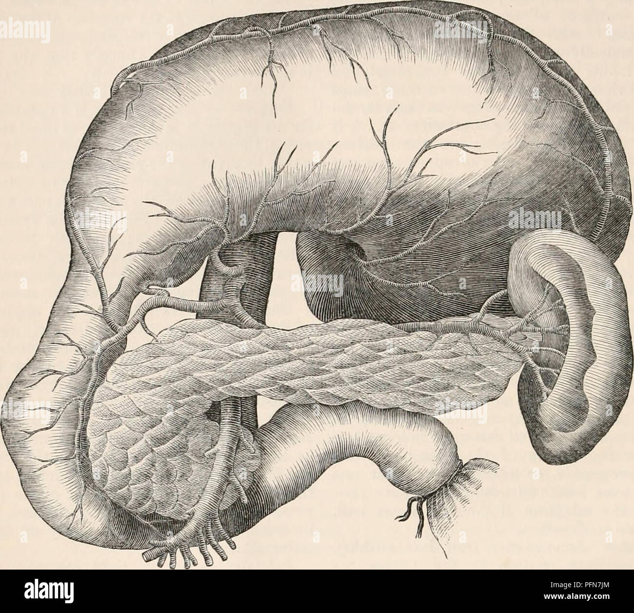 . La cyclopaedia d'anatomie et physiologie. Anatomie ; physiologie ; Zoologie. 82 PANCRÉAS. entièrement disséqué, il présente les cardinaux par exemple, le sillon longitudinal occupé et dépressions correspondant à eux, comme, par la veine splénique et gorge profonde à la Fig. 51.. Les pancréas, sliou-n in situ par vomir le suliject où la courbure de la tête du puits particulièrement illustré. qui l'artère mésentérique supérieure et la veine portae sont reçus. En face c'est en rapport avec la face postérieure de l'estomac, qui repose sur elle à vide (tanquam pulvinar, Scemm.), et Banque D'Images