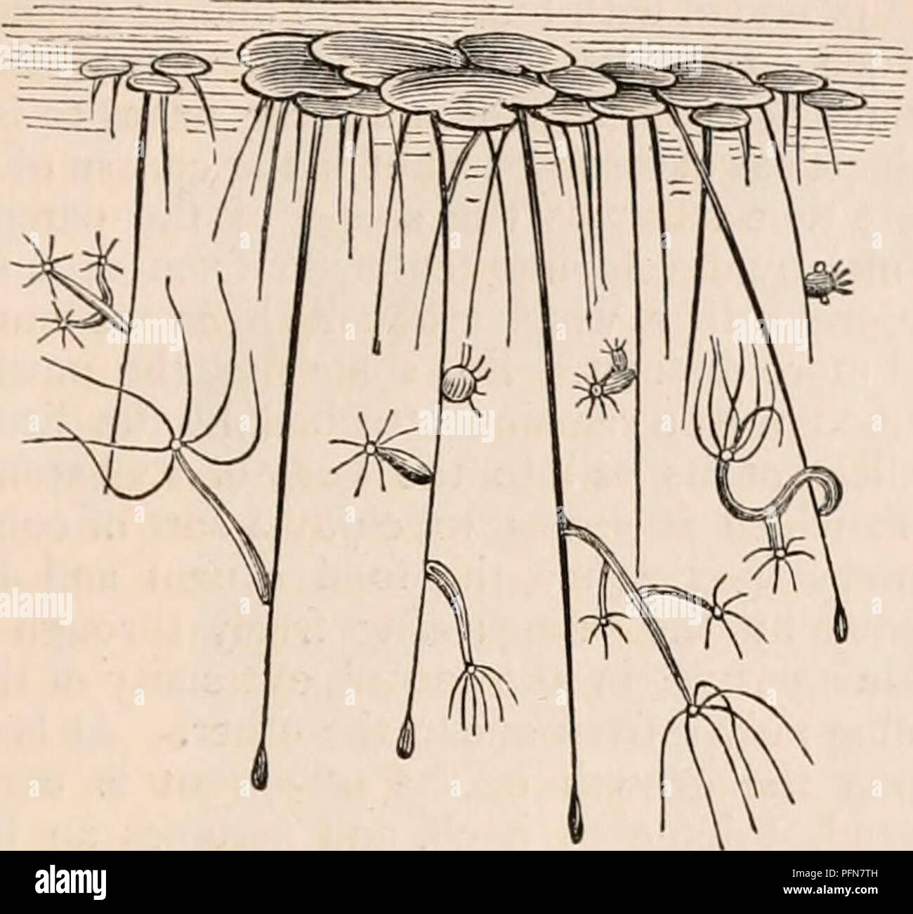 . La cyclopaedia d'anatomie et physiologie. Anatomie ; physiologie ; Zoologie. POLYPIFERA. 21 ; fluide et, pour un observateur ordinaire, pas de fibres synthétiques de toute nature sont à distinguer sur une partie de la Fig. 25.. Hi/vlrides ^meer dans différentes étapes de l'extension et la contraction, la reproduction d'gemmiparously, attaché aux racines des mauvaises herbes de canard. {De Roesel.) complètement acrite ; néanmoins, il est évidemment en mesure d'apprécier la présence ou l'absence de lumière ; car si un certain nombre de ces petits animaux sont confinés dans un récipient de verre, un côté de ce qui est exposé à la lumière tandis que l'autre est conservé dans l'ombre, ils sont un Banque D'Images