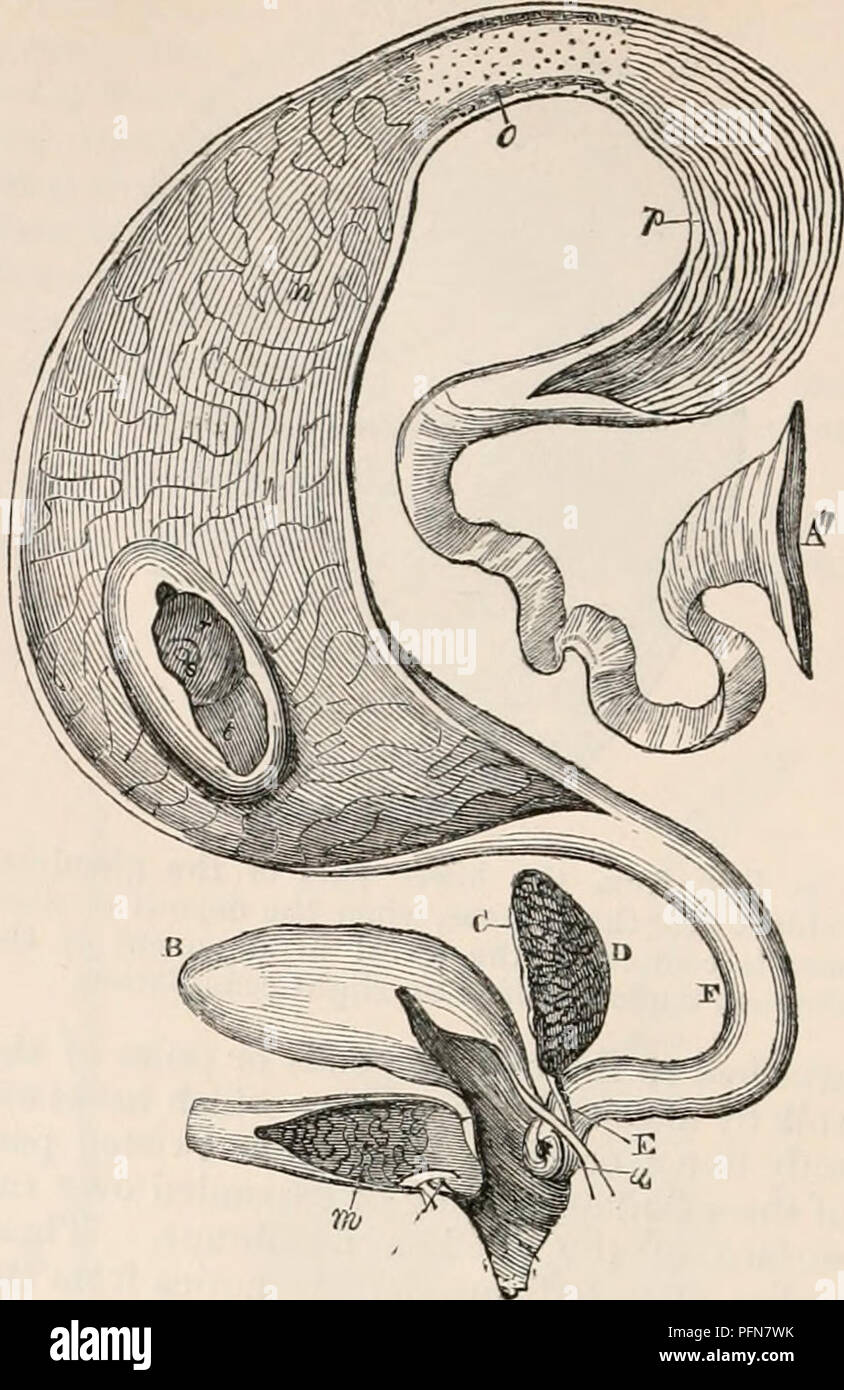. La cyclopaedia d'anatomie et physiologie. Anatomie ; physiologie ; Zoologie. 66 ovule. oviducte ; mais il arrive occasionnellement que les capsules éclatent sans être'so adopté ou que le processus est perturbé, et la sub- stance du jaune tomber dans la cavité abdominale de l'oiseau soit produit des blessures graves par l'inflammation péritonéale, ou être progressivement supprimée par mav l'absorption. Le jaune entre dans l'infundibulum, dont l'axe correspondant à celle de l'oviducte, par conséquent le cicatricula witli sur le côté qui nous doit trouver sa position d'être aussi dans le formulaire de l'oeuf. Le passage de t Banque D'Images