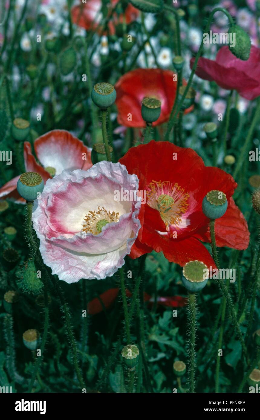 Papaver rhoeas 'Shirley mixte unique' (coquelicot), blanc, rose et rouge,  fleurs et bourgeons Photo Stock - Alamy