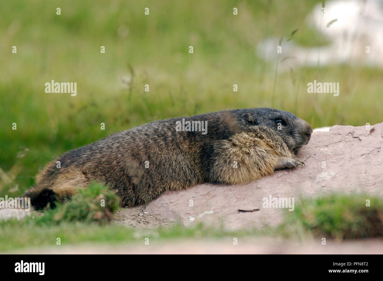 Marmotte des Alpes (Marmota marmota) dormant - France Marmotte Banque D'Images