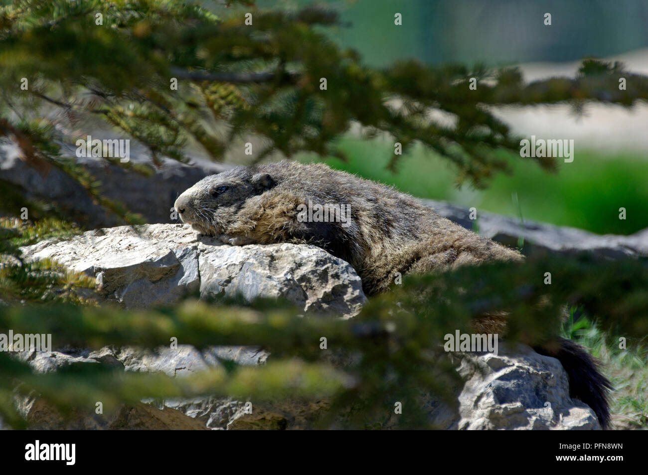 Marmotte des Alpes (Marmota marmota) dormant - France Marmotte Banque D'Images