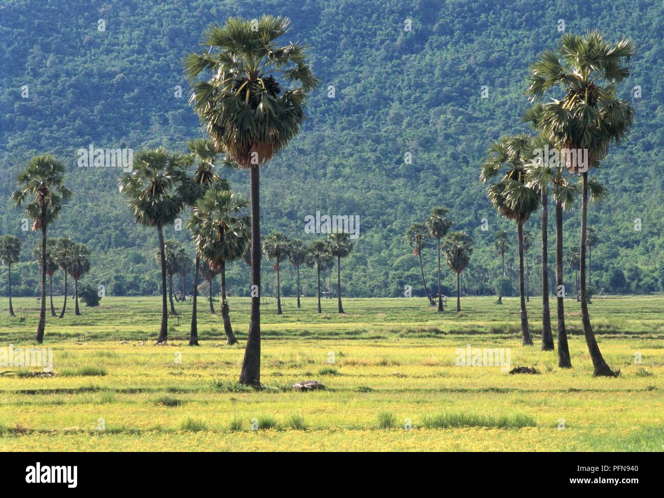 La Thaïlande, Thung Salaeng Luang Parc National, arbres sur paysage verdoyant Banque D'Images