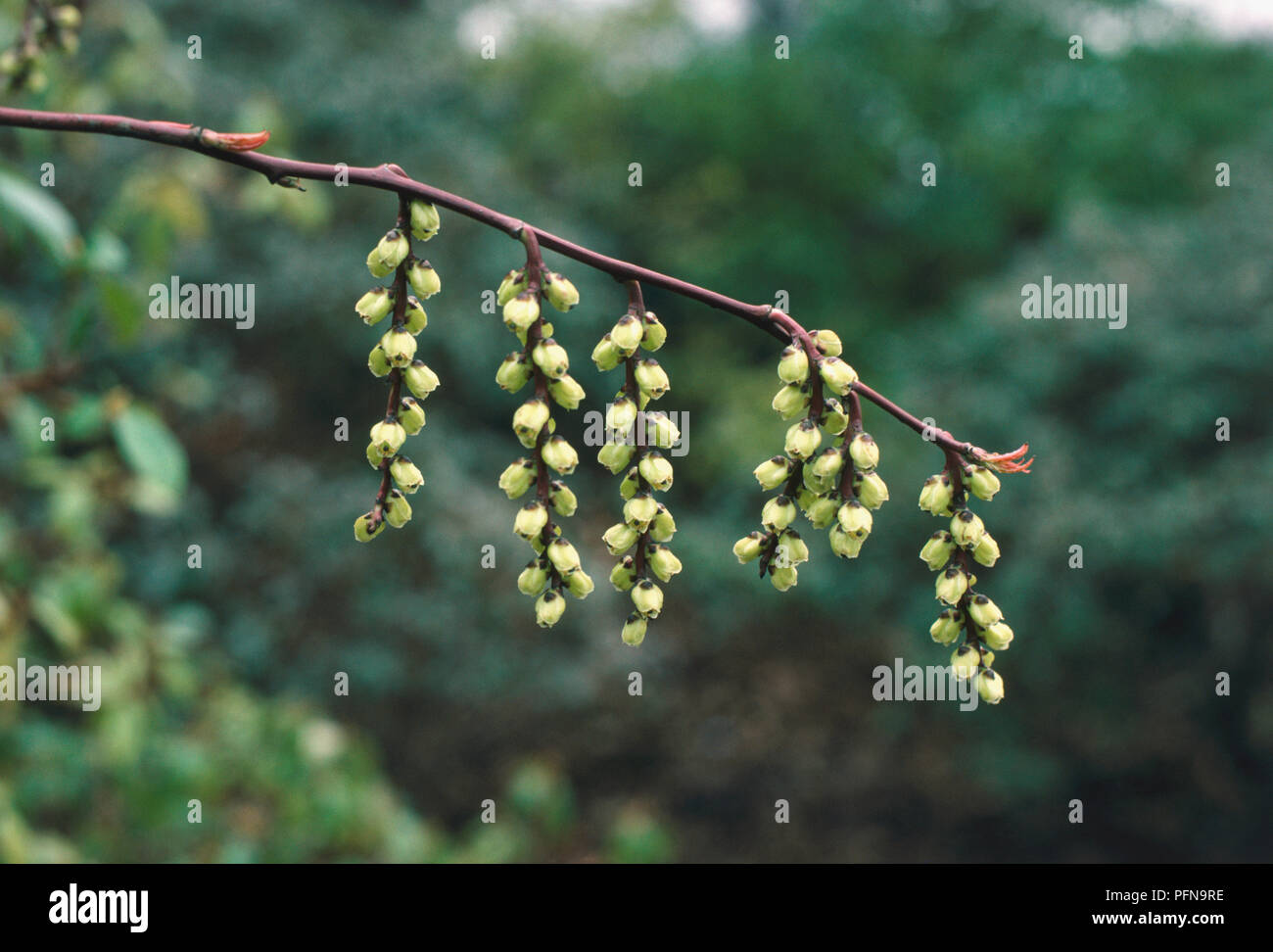 Stachyurus praecox, le Jeune dracodard, avec vin-rouge tiges et petites, arrondies, fleurs jaune pâle s'accrochant dans les tiges sans feuilles chatons off à la fin de l'hiver. Banque D'Images