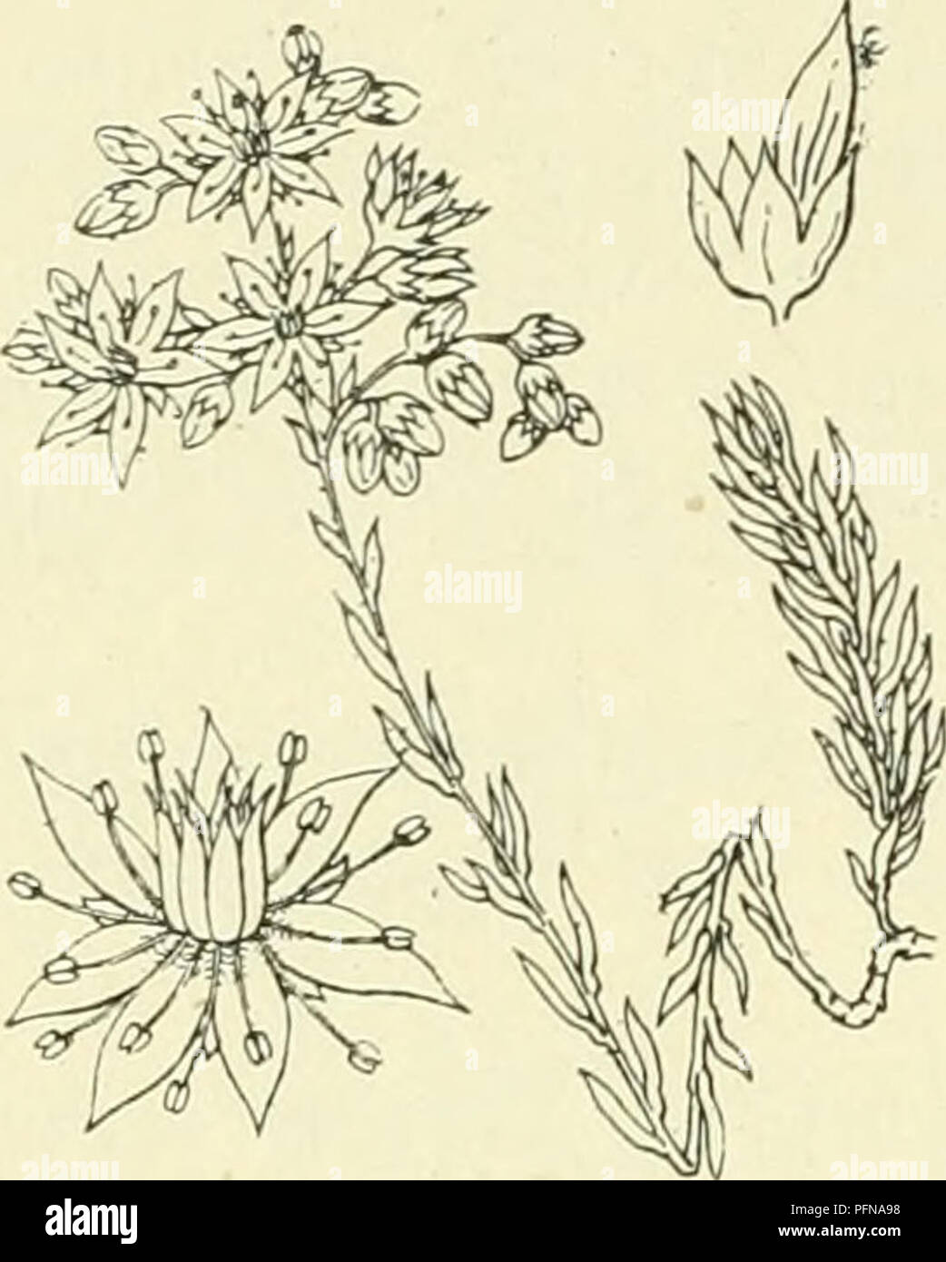 Ce travail botanique se concentre sur la flore des pays-Bas, mettant en évidence les caractéristiques de plantes comme Sedum reflexum, y compris la structure florale, la disposition des feuilles et les habitudes de croissance distinctives de la plante. Banque D'Images