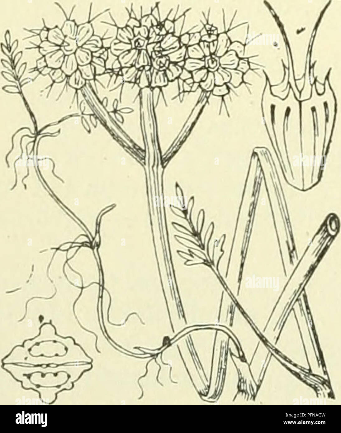 . De flora van Nederland. Les plantes. Oenanthe aquatica Fig. 528. bezet. De stengel l'kruipt aan den voet, est hol, gegroefd en heen en weer gebogen. Uitstaand vertakt Hij est wijd. De bladen zijn dubbel. gevind drievoudig tot De blaadjes der ondergedoken veelspletige bladen hebben slippen lijnvormige slipjes ont rencontré, die der overige bladen vinspletig teruggeslagen zijn a rencontré, en uiteenstaande slippen lancet- vormige, ingesneden slipjes. De schermen zijn 6-14-stralig gesteeld kort, en staan tegenover de Bladen. Omwindsel ont Het meest breekt-, de omwindseltjes opereren uit ver- priemvormige separarse bla Banque D'Images