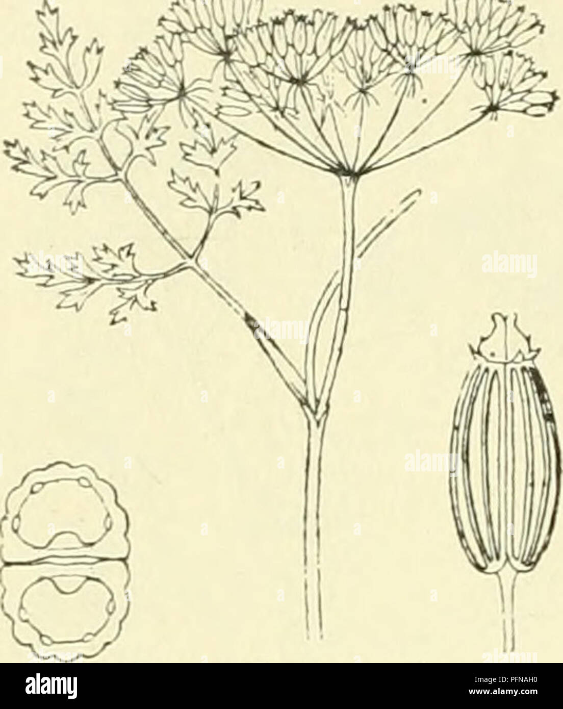 . De flora van Nederland. Les plantes. 440 - Ombellifères. - FAMILIE 66,. Oenanthe aquatica Fig. 528. bezet. De stengel l'kruipt aan den voet, est hol, gegroefd en heen en weer gebogen. Uitstaand vertakt Hij est wijd. De bladen zijn dubbel. gevind drievoudig tot De blaadjes der ondergedoken veelspletige bladen hebben slippen lijnvormige slipjes ont rencontré, die der overige bladen vinspletig teruggeslagen zijn a rencontré, en uiteenstaande slippen lancet- vormige, ingesneden slipjes. De schermen zijn 6-14-stralig gesteeld kort, en staan tegenover de Bladen. Omwindsel ont Het meest breekt-, de voie d'omwindseltjes Banque D'Images