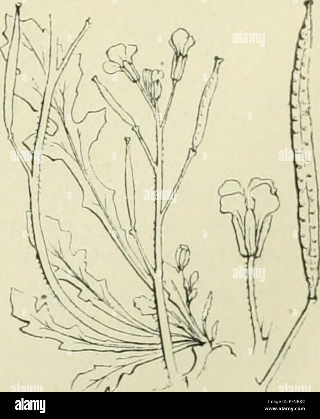 De flora van Nederland. Les plantes. Le Diplotaxis tenui'folia Fig. 383. B. Kelkbladen opuciiclil. StoiiLiel hijiia onhcbladcid aan den v(k'( bladen diatfend. a. Bloemstelcn zoolanii 2 als kelk.