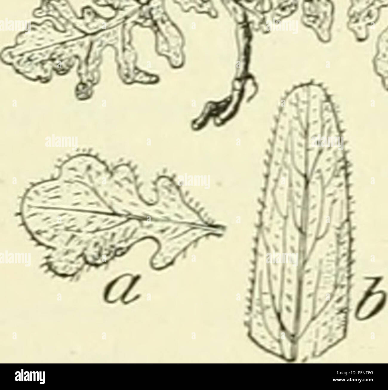 De flora van Nederland. Les plantes. a, b wortelbladen doorsnede. Fernald  supina. Fig. 315. c hauvv, dans doorsnede, d zaad dans 13. Ery'sfond ^) L.  Steen rak et Kelkbladen uitgespreid opgericht