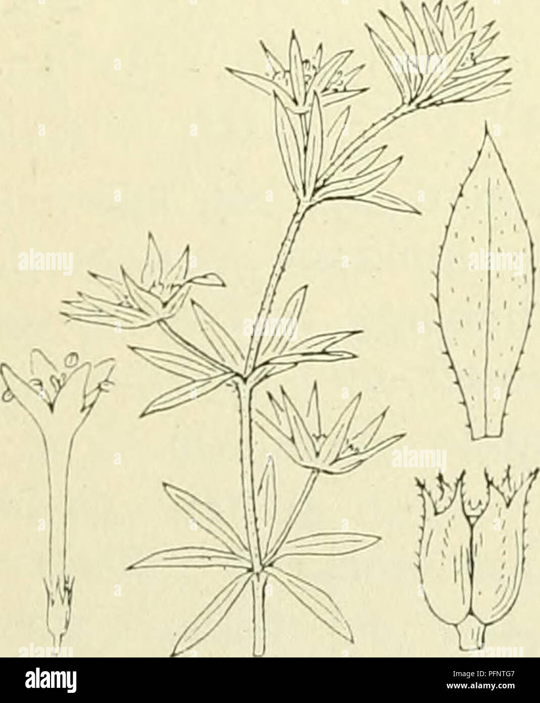Ce travail de référence botanique se concentre sur la flore des pays-Bas, fournissant des descriptions détaillées des espèces végétales de la famille des Rubiaceae. Il couvre des caractéristiques clés telles que la structure des fleurs, le développement des fruits et la reproduction des plantes. Banque D'Images