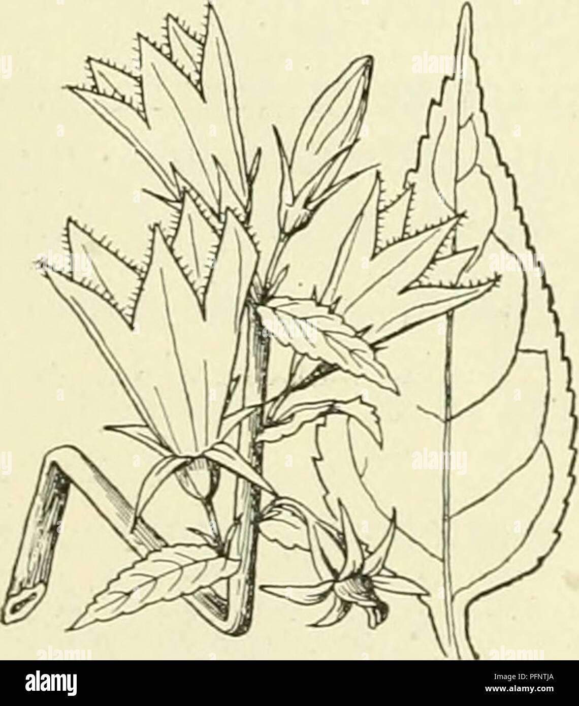 . De flora van Nederland. Les plantes. 288 CAMPANULACEAE. - FAMILIE 101. De bloemkroon blauwlila est, zelden wit, groot (3-4 cM), tot op ' .. inge- lancetvormige gebaarde sneden rencontré en slippen. Het Witte borstelharen vruchtbeginsel est rencontré bezet. De doosvrucht est hangend, 3-hokkig en springt aan den voet ouvert. 6-9 dM. Ij.. Juli, Auguste. Cette soort heeft rencontré C. latifolia fr C. persicifolia communément de bloemen. Biologische bijzonderheden. Bij deze staan usine de bloemen aan ziir korte stelen, de bloemen blijven dan ook zijn bijna meest en rechtopstaand toch tegen regen, beschut doordat ouverture de der Banque D'Images