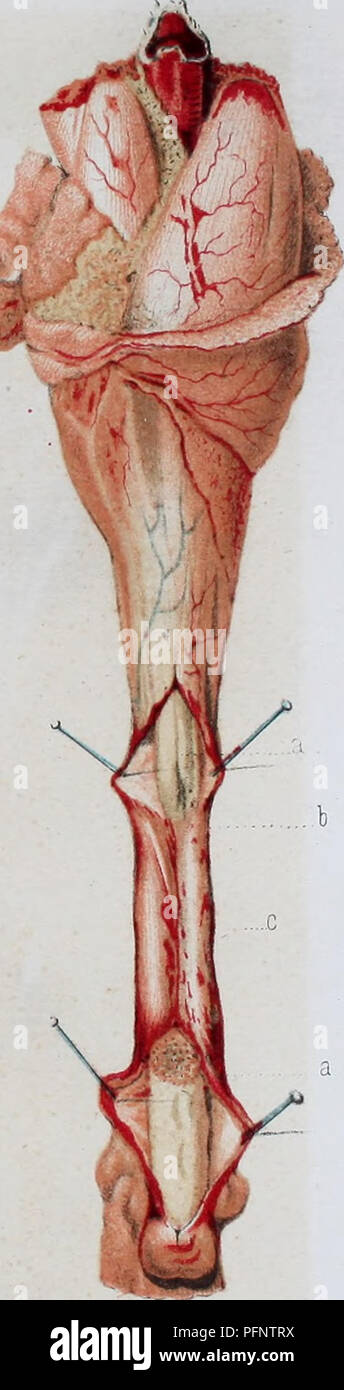 . De la régéneration des organes et des tissus. La régénération de l'environnement ; la régénération (biologie). fig. 3 (ob- 5. fig. (4 obs. 6). Veuillez noter que ces images sont extraites de la page numérisée des images qui peuvent avoir été retouchées numériquement pour plus de lisibilité - coloration et l'aspect de ces illustrations ne peut pas parfaitement ressembler à l'œuvre originale.. Demarquay, J. N. (Jean Nicolas), 1811-1875. Paris : J. B. Baillière et fils Banque D'Images