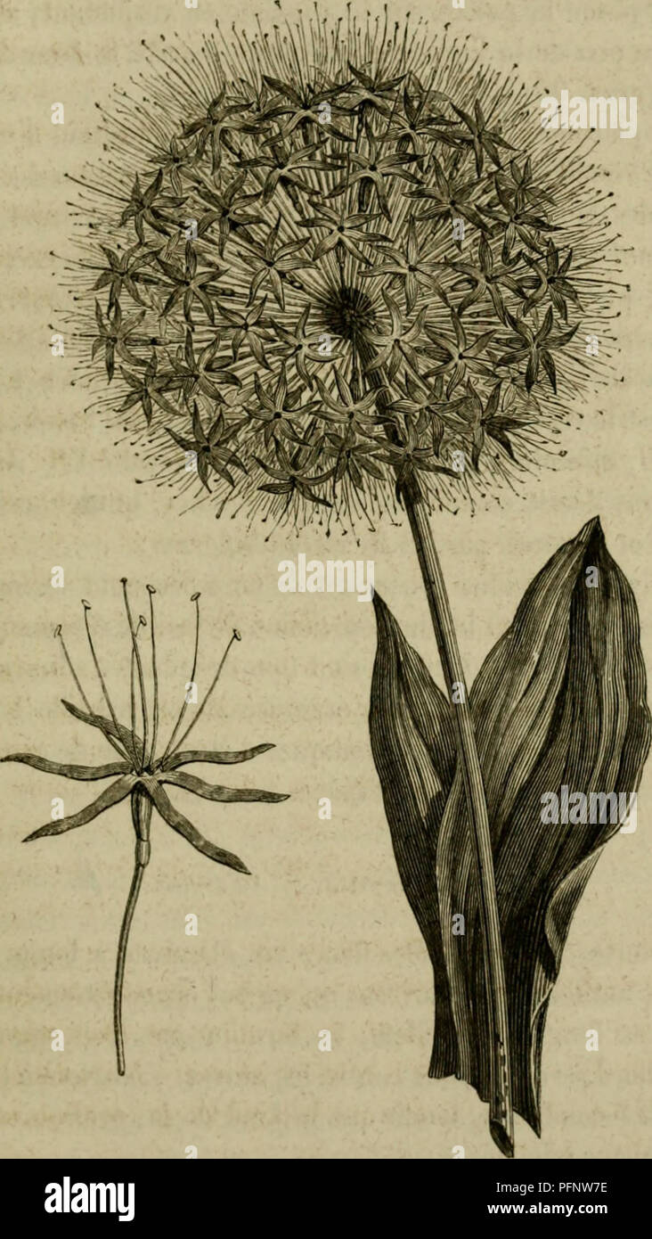 . De la fÃ©condation naturelle et artificielle des vÃ©gÃ©taux et de l'hybridation, considÃ©rÃ©e dans ses rapports avec l'horticulture, l'agriculture et la sylviculture, contenant les moyens pratiques d'opÃ©rer l'hybridation et de crÃ©er facilement des variÃ©tÃ©s nouvelles. La fertilisation des plantes ; l'hybridation des plantes. FAMILLE DES AMARYLLIDKES. 377 nu contraire, dont les baies arrivent parfois aussi Ã une uialurilÃ^" bonn©, pas tlonne cependant que des graines stÃ©riles. Si on ne parvenait pas à hybrider les Uiemanthus^ sur aurait tou-. Cirav. )'I. Â ll;rni iiilluis loxicjiriu^j;jours la pr Banque D'Images