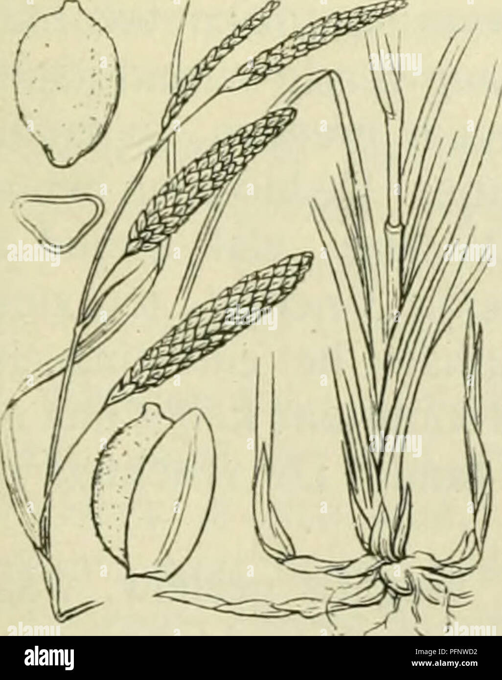 . De flora van Nederland. Les plantes. Carex limosa Fig. 317. 4- 1 à 3 dM. Mars, Avril, plus tard l'iets meest dan de vorif^e, soms dans den Herfst nog weer. Exemplaren, mourir en goede weiden groeien, l'gelijken op zeer C. mon- tana, doch Er zijn van te onderscheiden roodbruin kafjes de doordat, zijn en de wortelstok nooit houtig est. Voorkomen en Europa fr dans Nederland. Usine de komt in a general sense en Europa dans grazige bosschen droge, op plaatsen en dans de duinen voor. Zij est hij ons vrij algemeen. Ch. litnósa') L. S l ij k z e s g e (le sapin. 317). Cette plante est grijsgroen. Zij een iieeft wortelsto bruinen dikken, VII j Banque D'Images