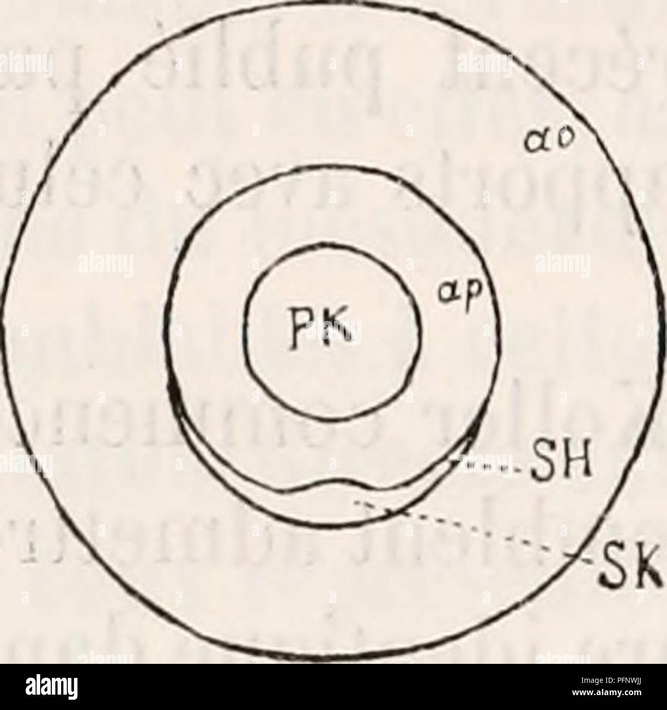 Cette étude traite du développement du blastoderme chez les embryons d'oiseaux et décrit les étapes clés de sa formation pendant l'incubation. Il se concentre sur le développement dépendant de la température, avec des observations sur les effets des différentes températures d'incubation sur les stades embryonnaires, contribuant à la compréhension de l'embryologie aviaire. Banque D'Images