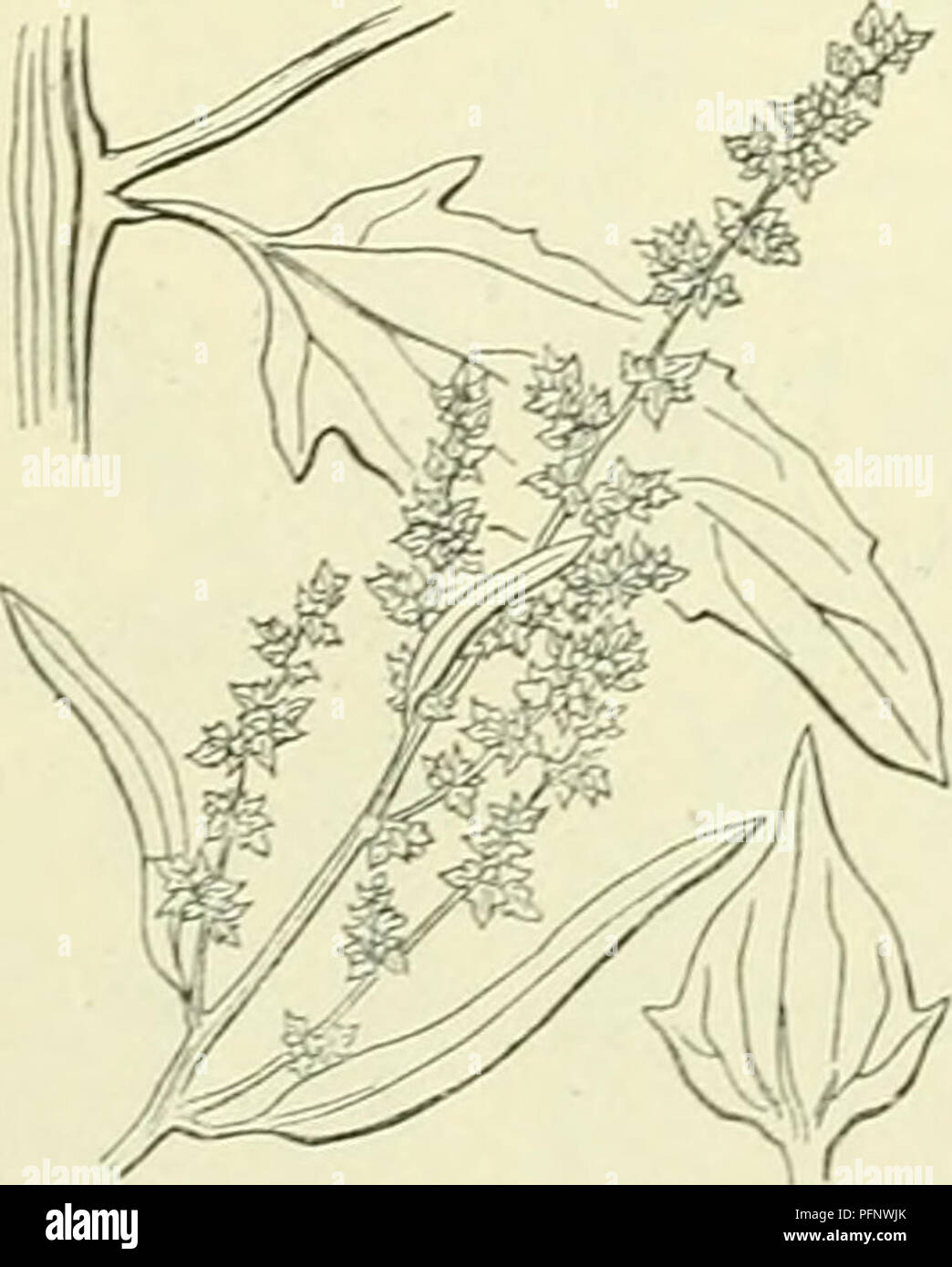 . De flora van Nederland. Les plantes. Littorale Atriplex Fig. 124. A. patulum') L (A. angustifolium ^) Sm.). Uitstaande melde (fig. 125). De plante est meelachtig bestoven groen, weinig. De stengel est recht- opstaand opstijgend, liggend d vertakt, 1990-1993, a rencontré de takken sterk, opstijgend uitgespreid de bovenste. De bladen staan verspreid zijn de tegenoverstaand weerszijden gelijk aan, van kleur van onderen grijsschilferig de. De driehoekig motorkapontgrendeling lancetvormig bladen zijn-spiesvormigen, nret voet, de bovenste lancet- tot lijn- lancetvormig gaafrandig, alle de getand iets. De bloemen vormen groena Banque D'Images