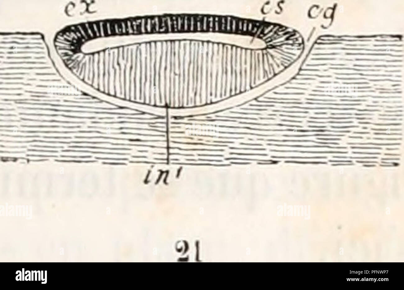 Ce travail de Mathias Duval explore le processus de formation du blastoderme chez les embryons d’oiseaux. Il détaille les étapes de segmentation et de séparation de l'ectoderme du mésoderme et de l'endoderme, étapes clés de l'embryologie aviaire précoce. Banque D'Images