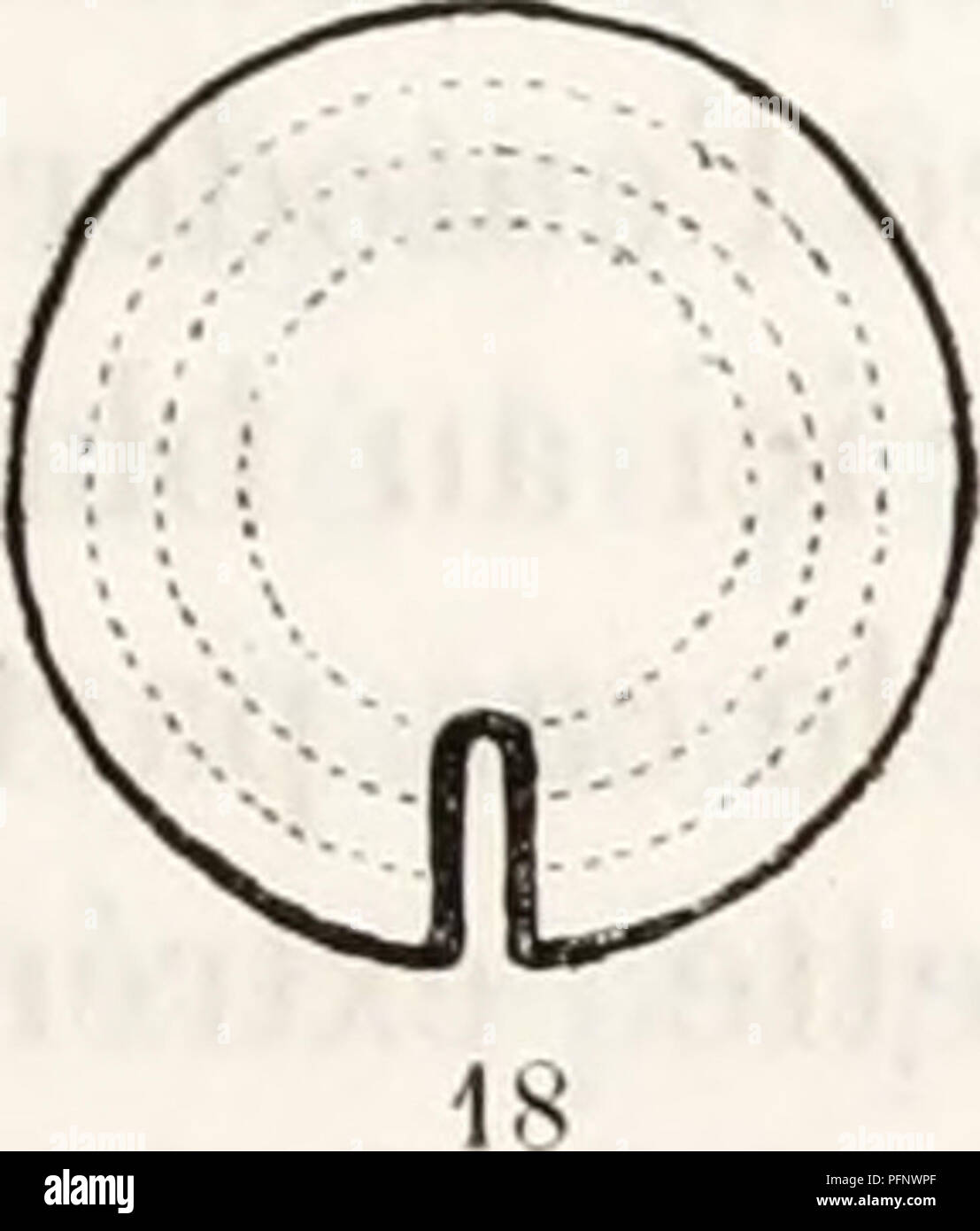 Cette recherche se concentre sur la formation du blastoderme chez les embryons d’oiseaux, en examinant spécifiquement la plaque axiale et son développement, avec une étude détaillée de l’embryologie des oiseaux. Banque D'Images